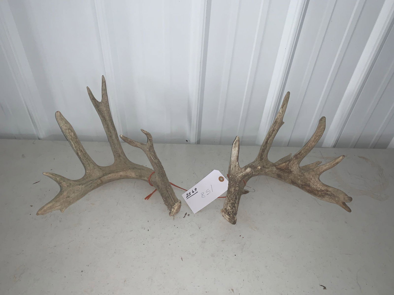 Whitetail sheds: Scores 158 inches