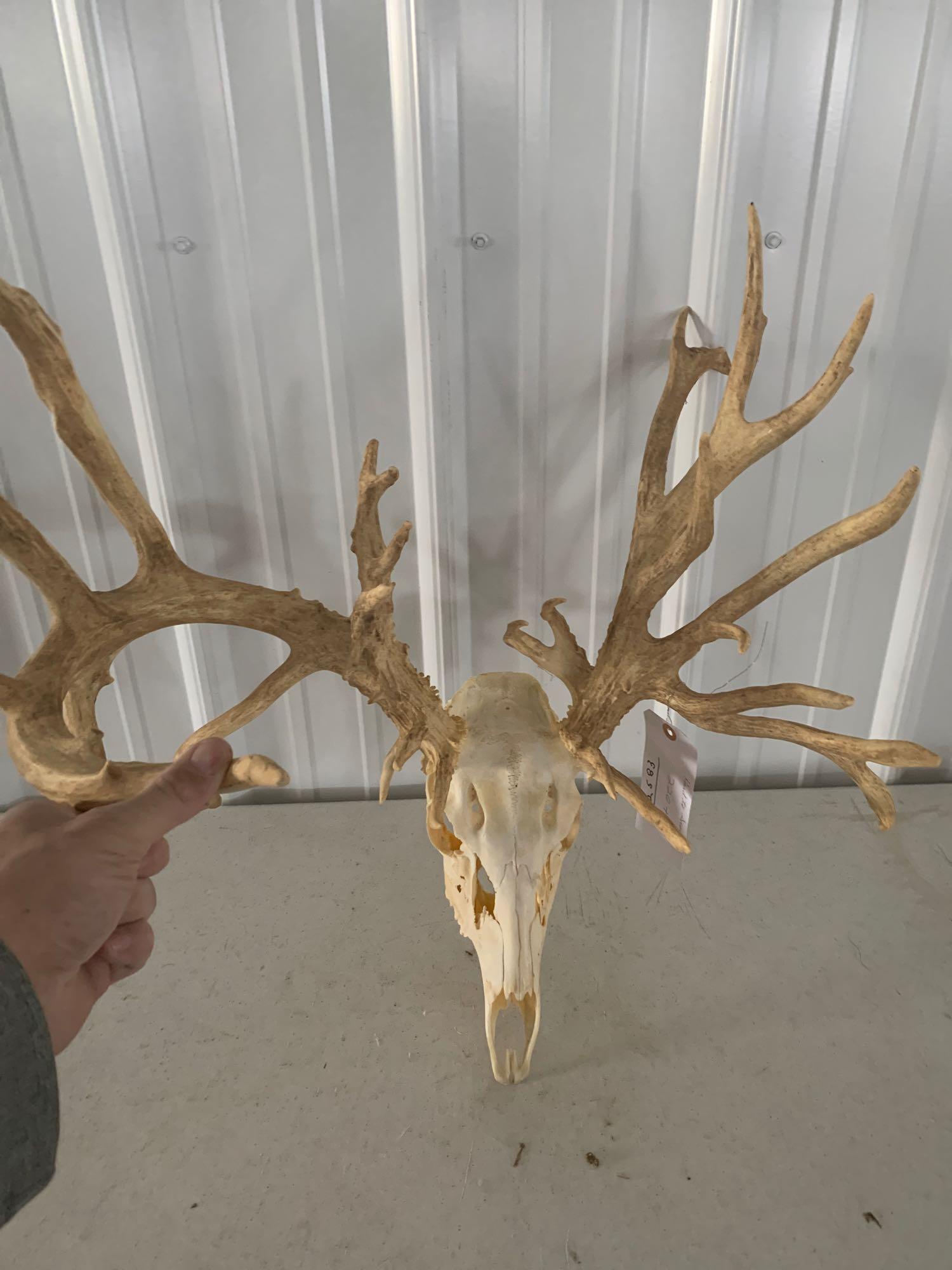 Whitetail European: Scores 220 inches