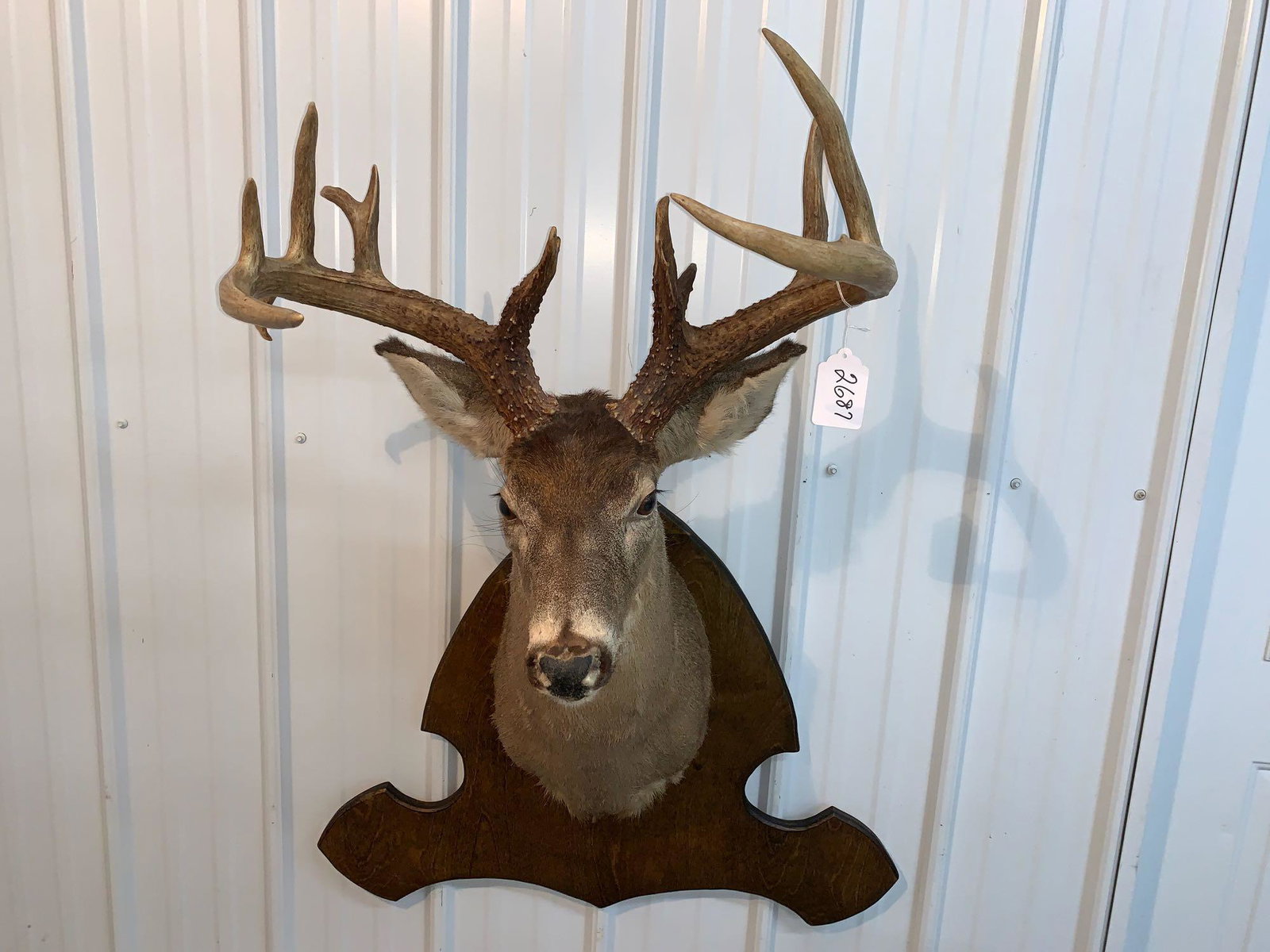 Whitetail shoulder mount: 19 inches inside spread with 12 points