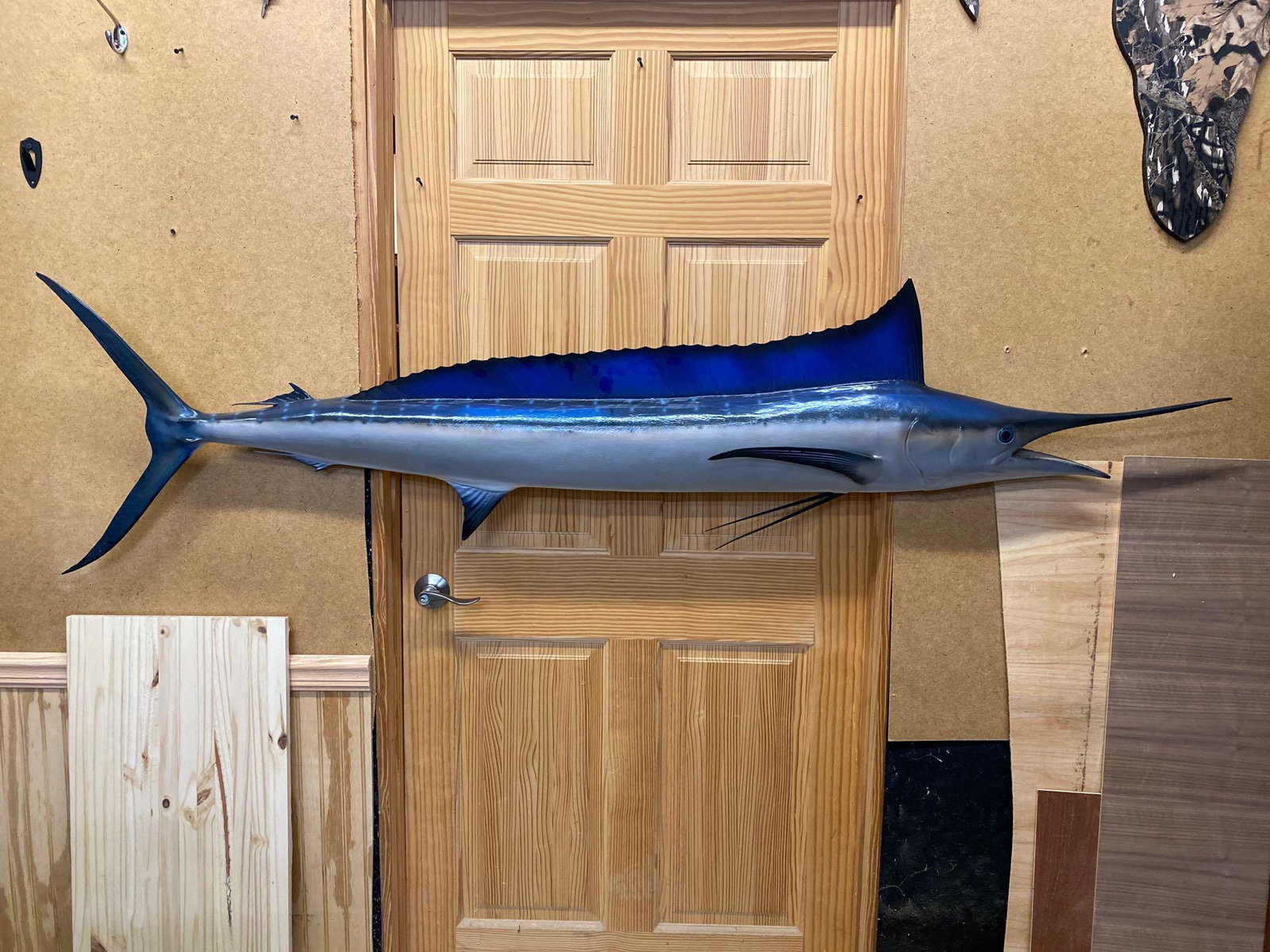 Fish: Full mount sailfish. 82”