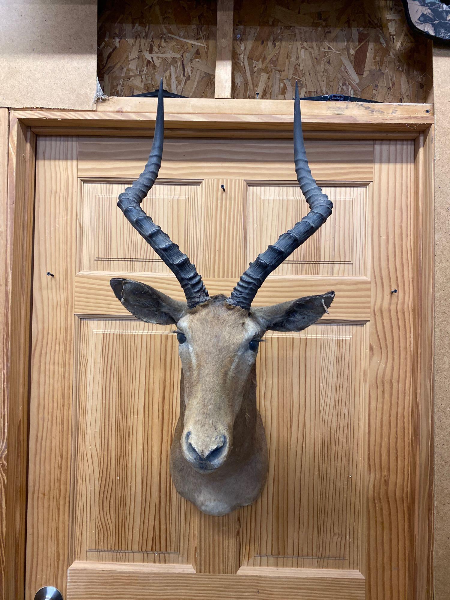 Impala: Impala Shoulder mount.