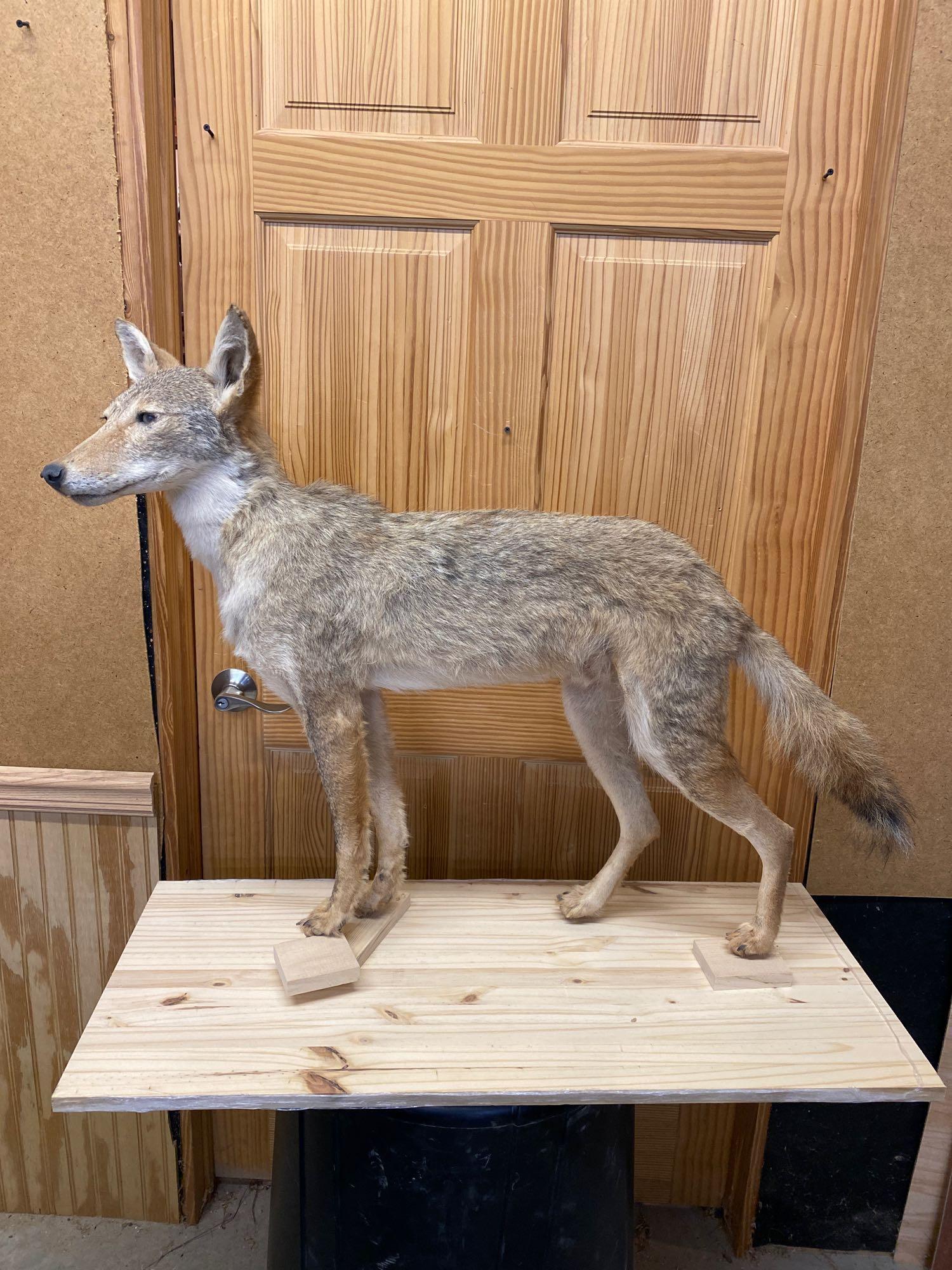 Coyote: Full body coyote mount.