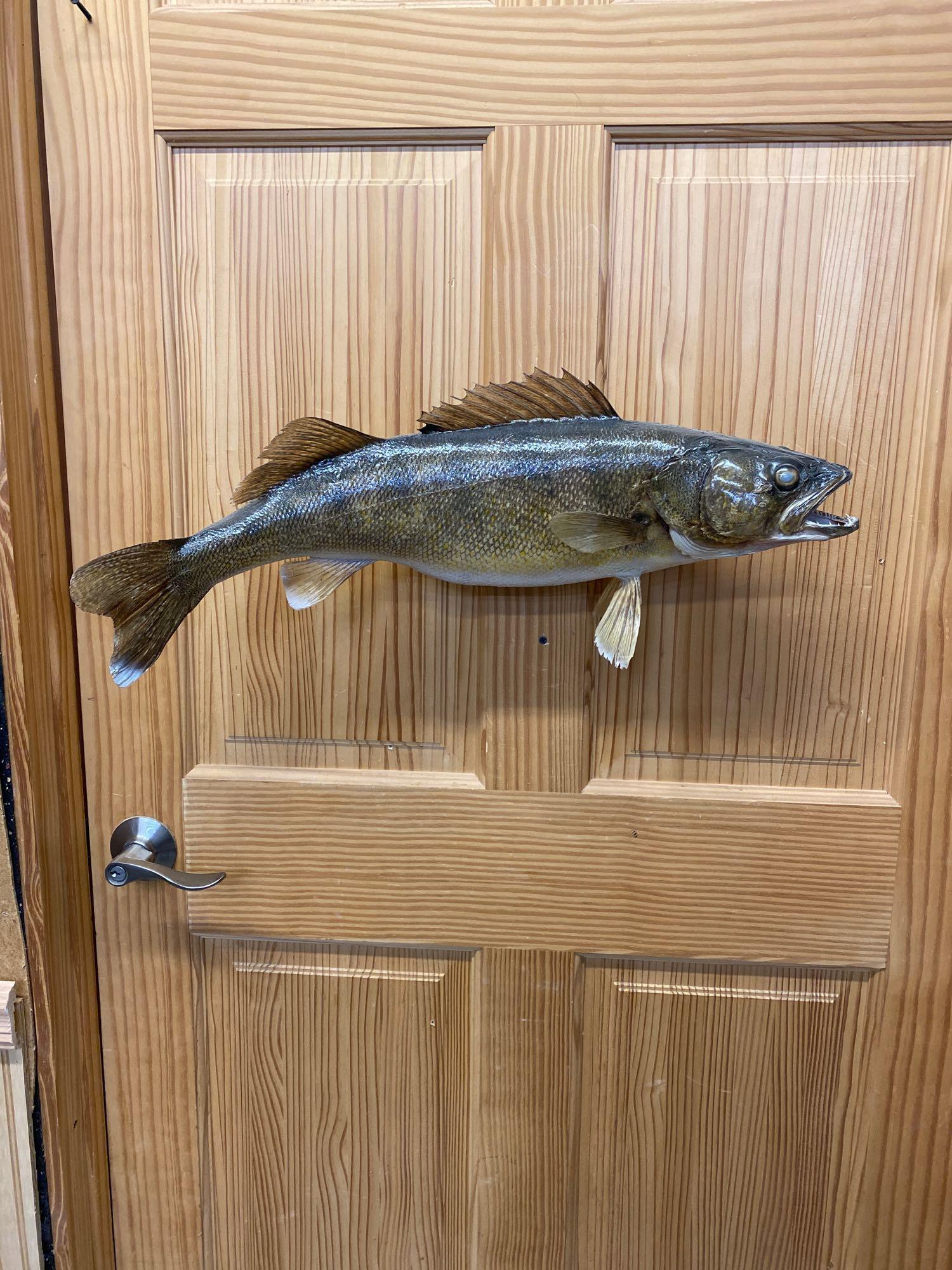 Fish: Walleye skin mount.