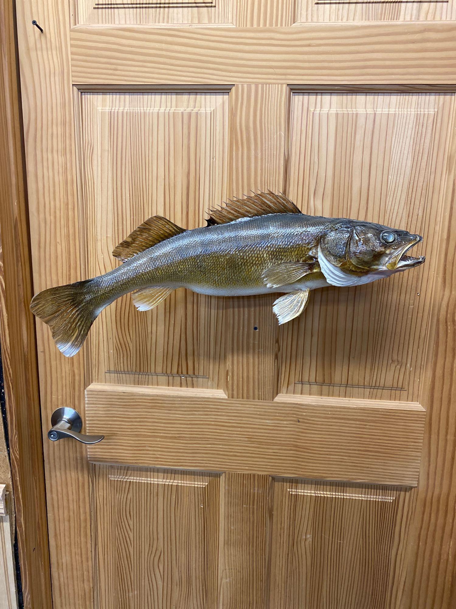 Fish: Walleye skin mount. Nice.