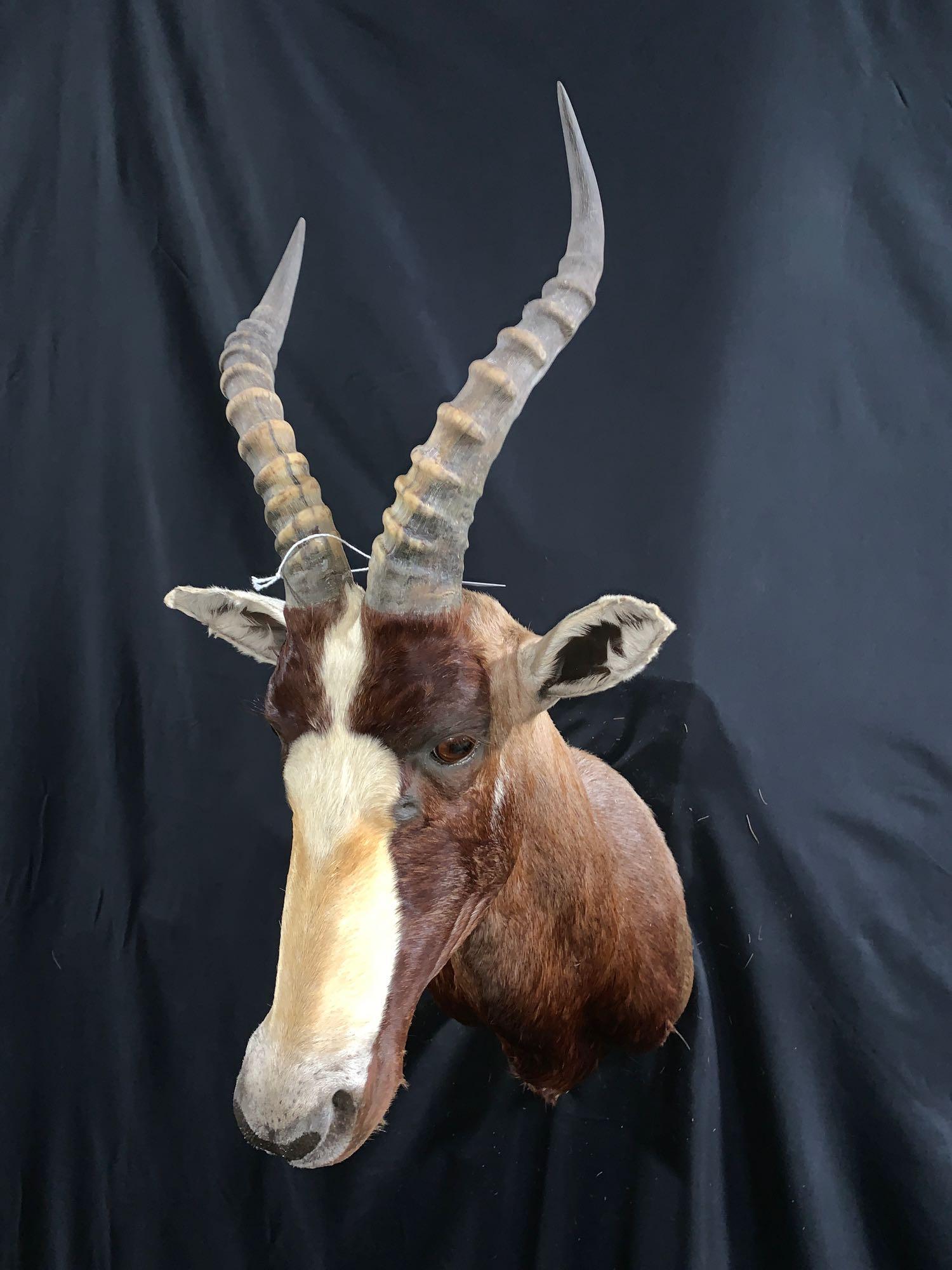 Bontebok: Nice clean Bontebok shoulder mount