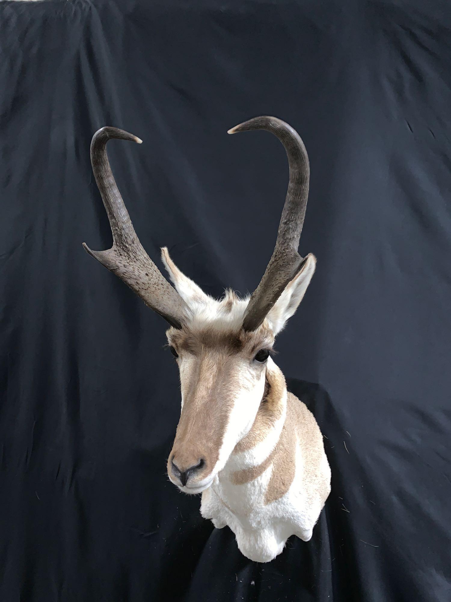 Antelope shoulder mount: Top of the line beautiful Antelope shoulder mount with a giant set of book making 12 inch plus horns . If your looking to add a Antelope to your collection this is your boy . Just don't get any better