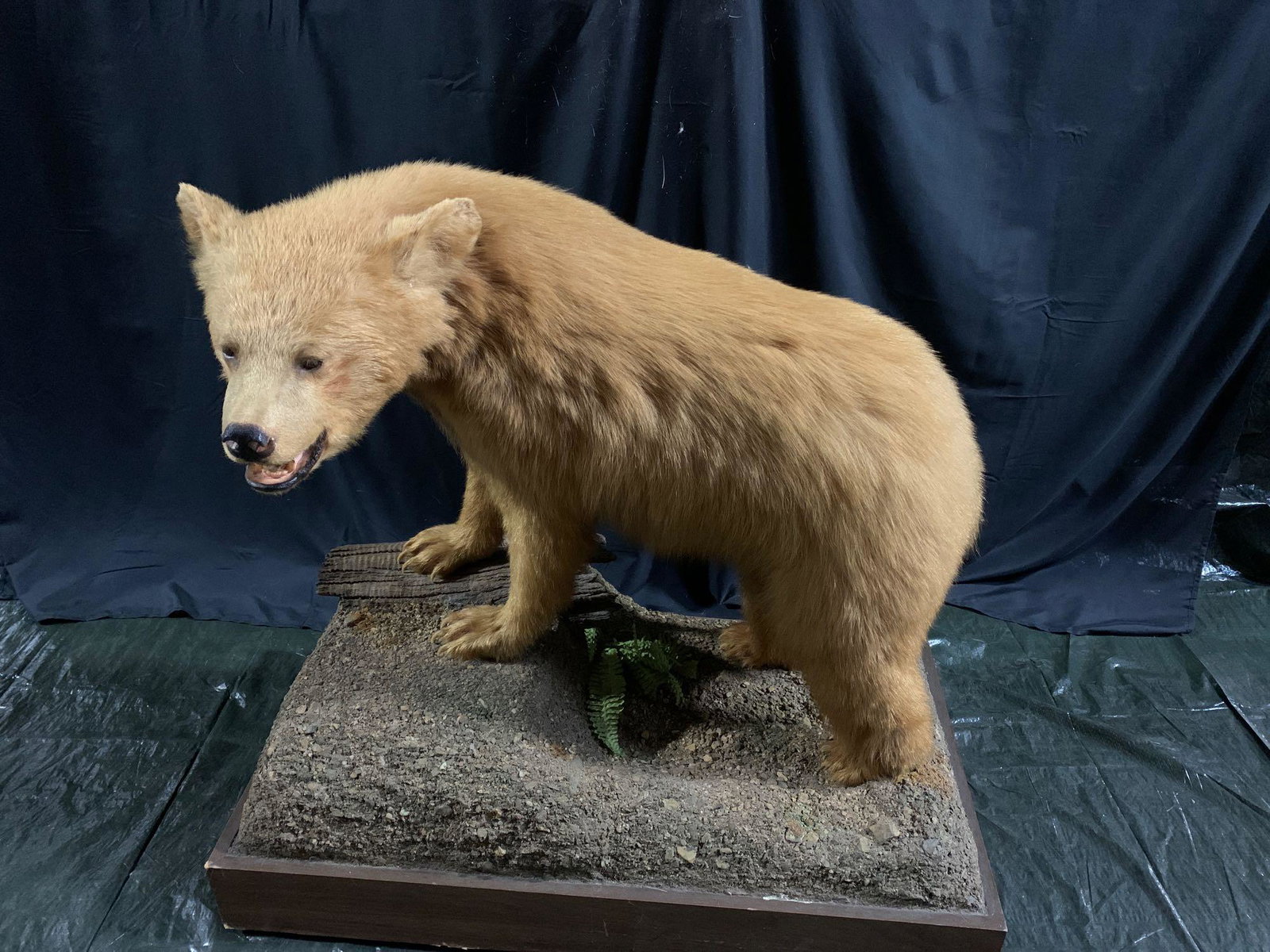 Full body bear: This is a beautiful nice clean heavy furred Cinnamon colored Black bear . This is a very rare color . Can't say i have ever seen on this coloe before . A great collector's piece .