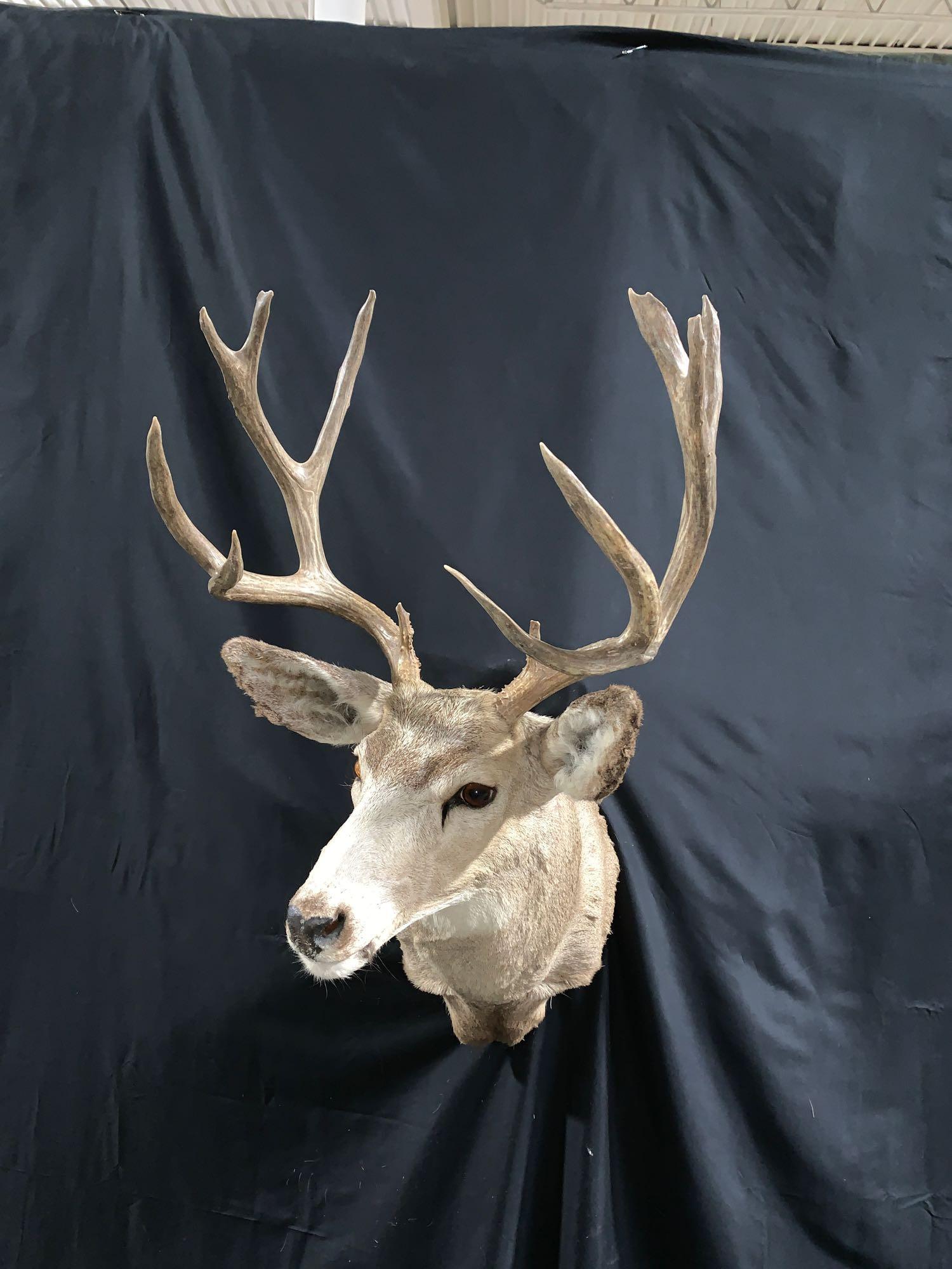 Mule deer shoulder mount: Nice clean 5 x 5 mule deer shoulder mount