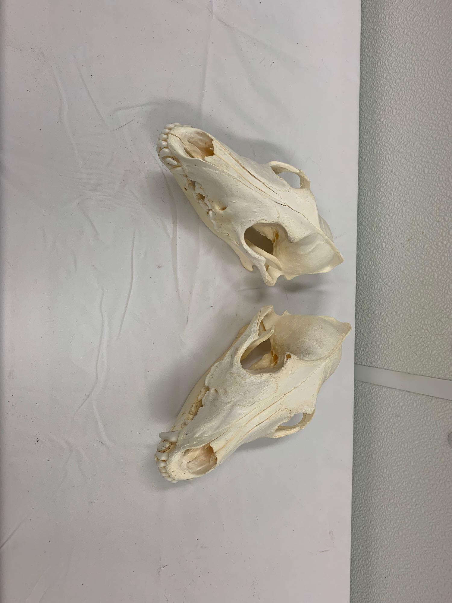 2 wolf skulls: Two smaller skulls for one money.