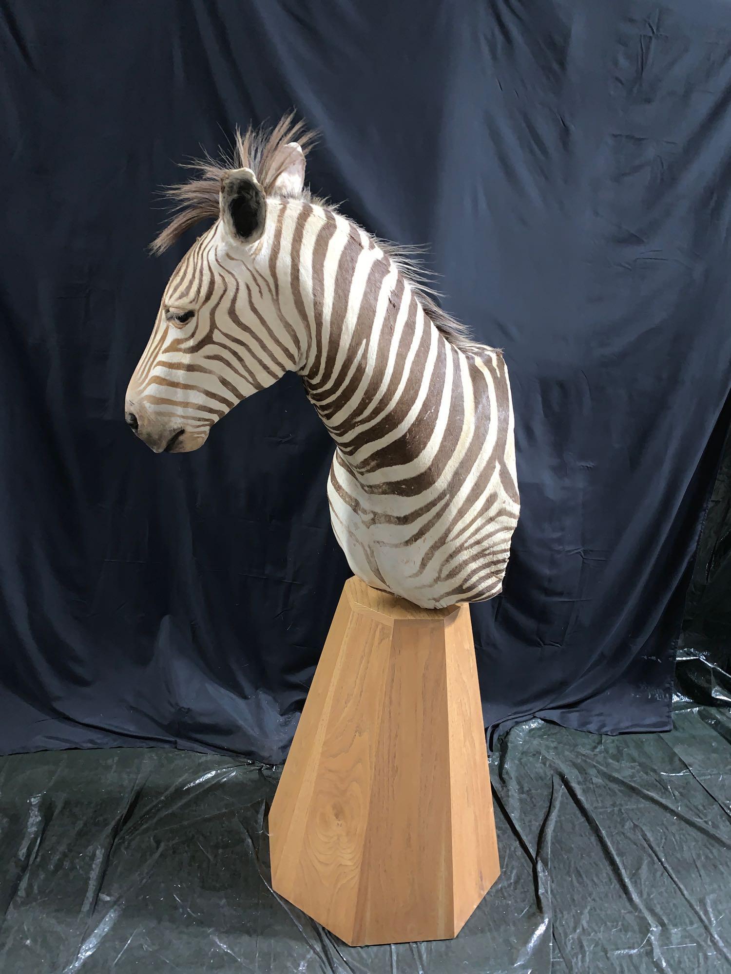 Zebra shoulder mount on pedestal: Another very nice zebra mount .