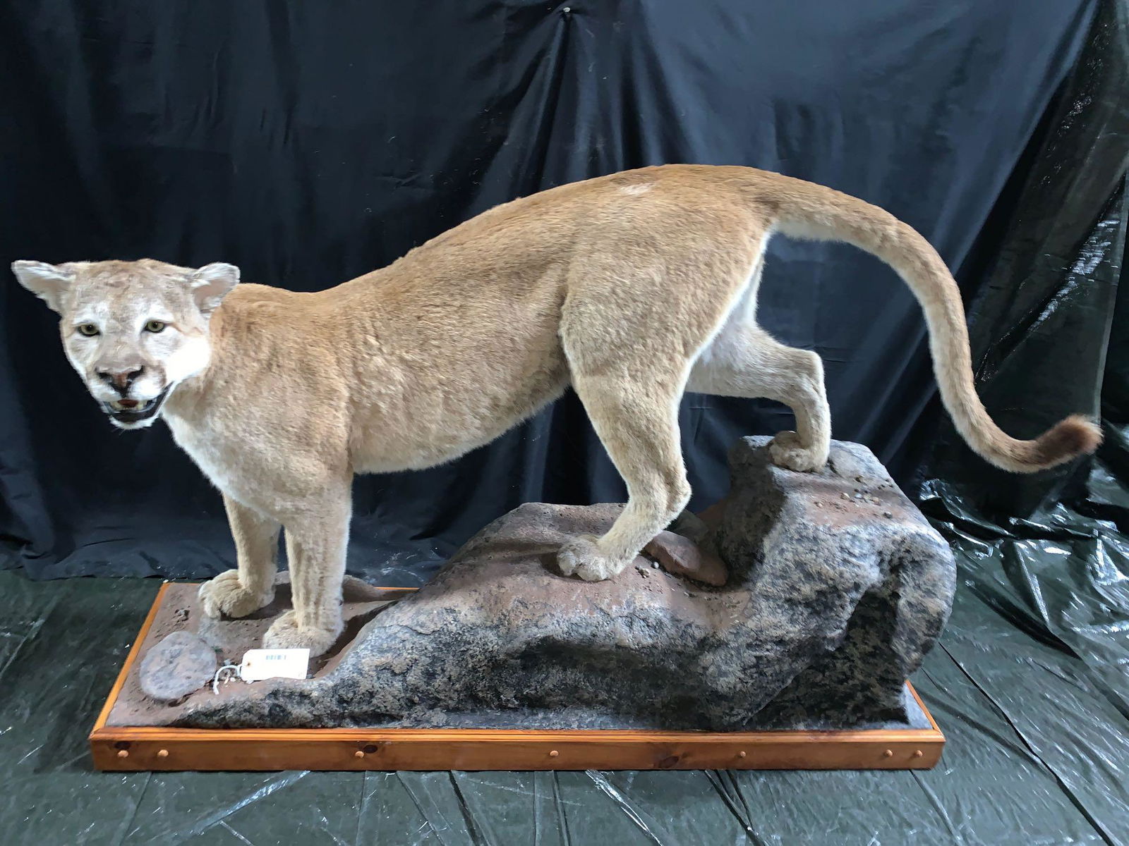 Full body mountain lion mount: Here is a very nice clean Mountain lion mounts All in all a great cat. The size of the base is 17 1/2 " wide 63' long and 44" high