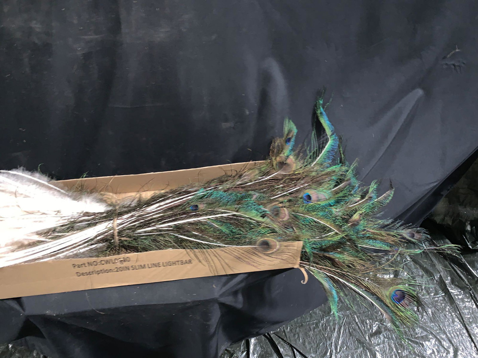 Peacock feathers: Ton's of feather in the box .