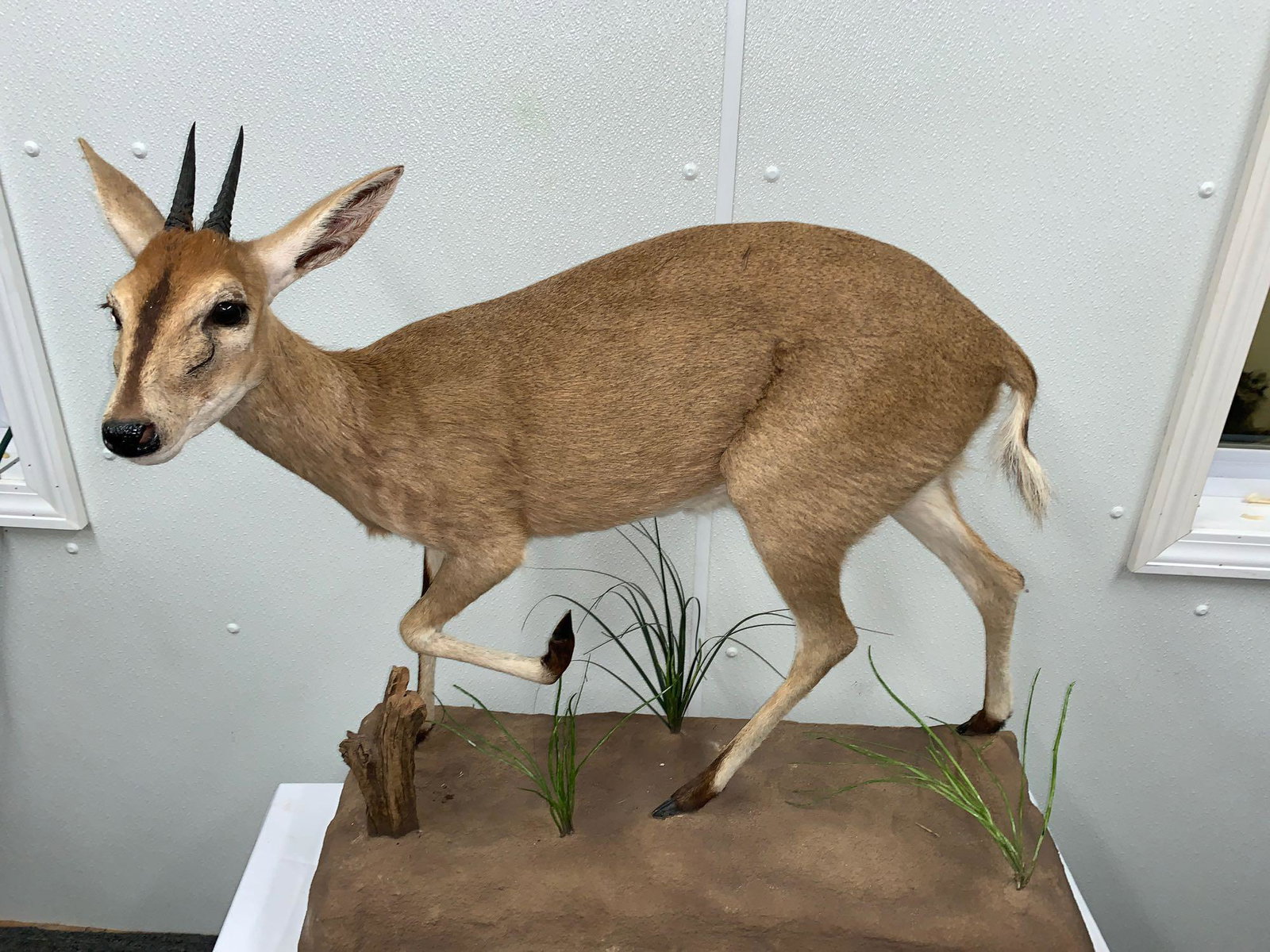 Duiker buck: Very nice clean Duiker . All over great mount 