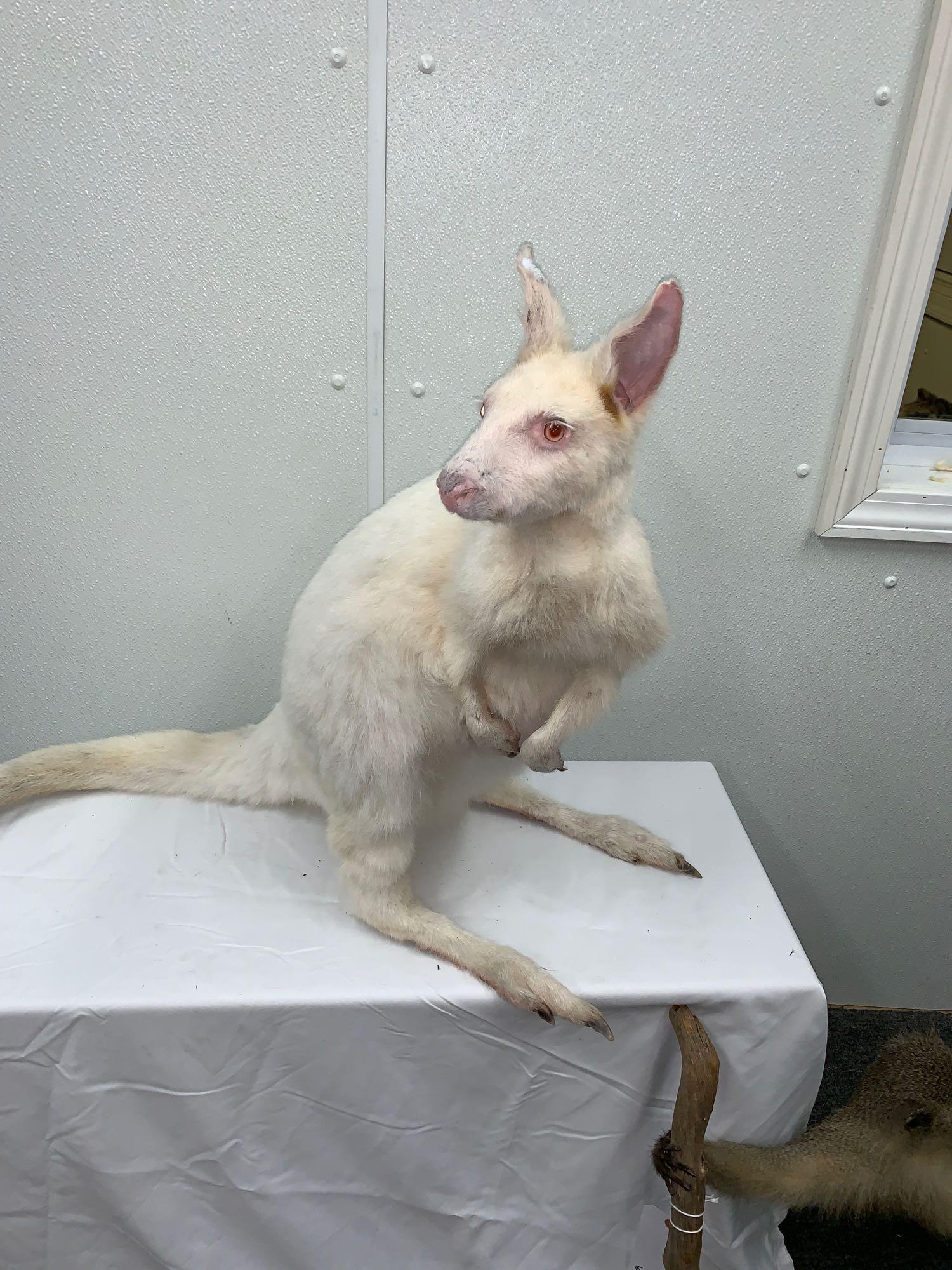 Life-size albino kangaroo: Another FIND ANOTHER ONE mount . This is a very rare albino Kangaroo mount . This is a beautiful clean one of a kind mount . Great collectors piece .