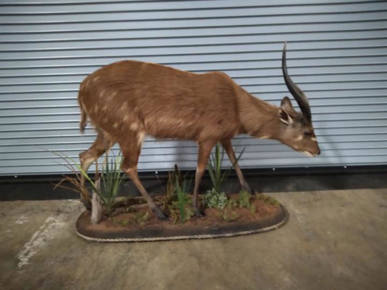 Sitatunga full body: .Try and find another beautiful life size Sitatunga like this one. Top of the line mount all the way around . Just don't come along every day 