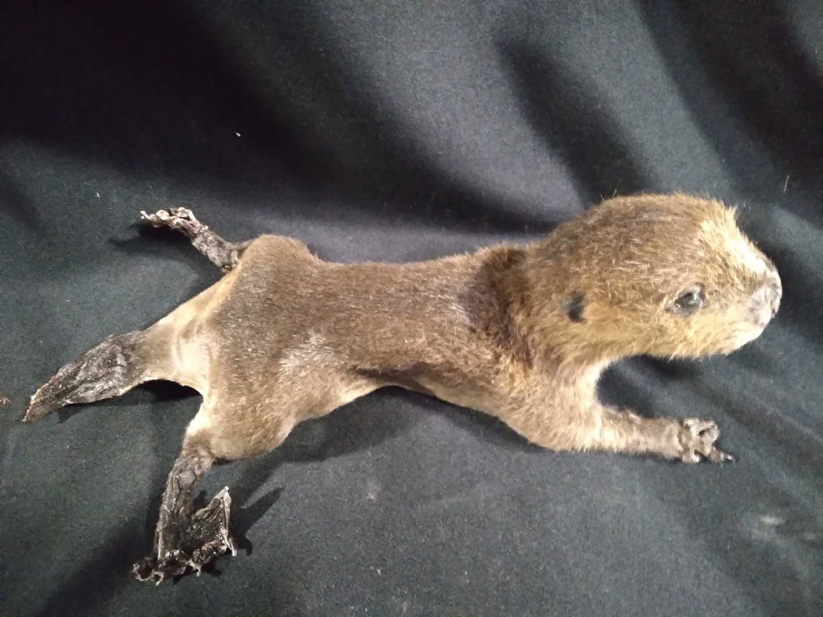 Baby beaver: This little bady Beaver mount would make a great Oddity piece for the collector's out there .