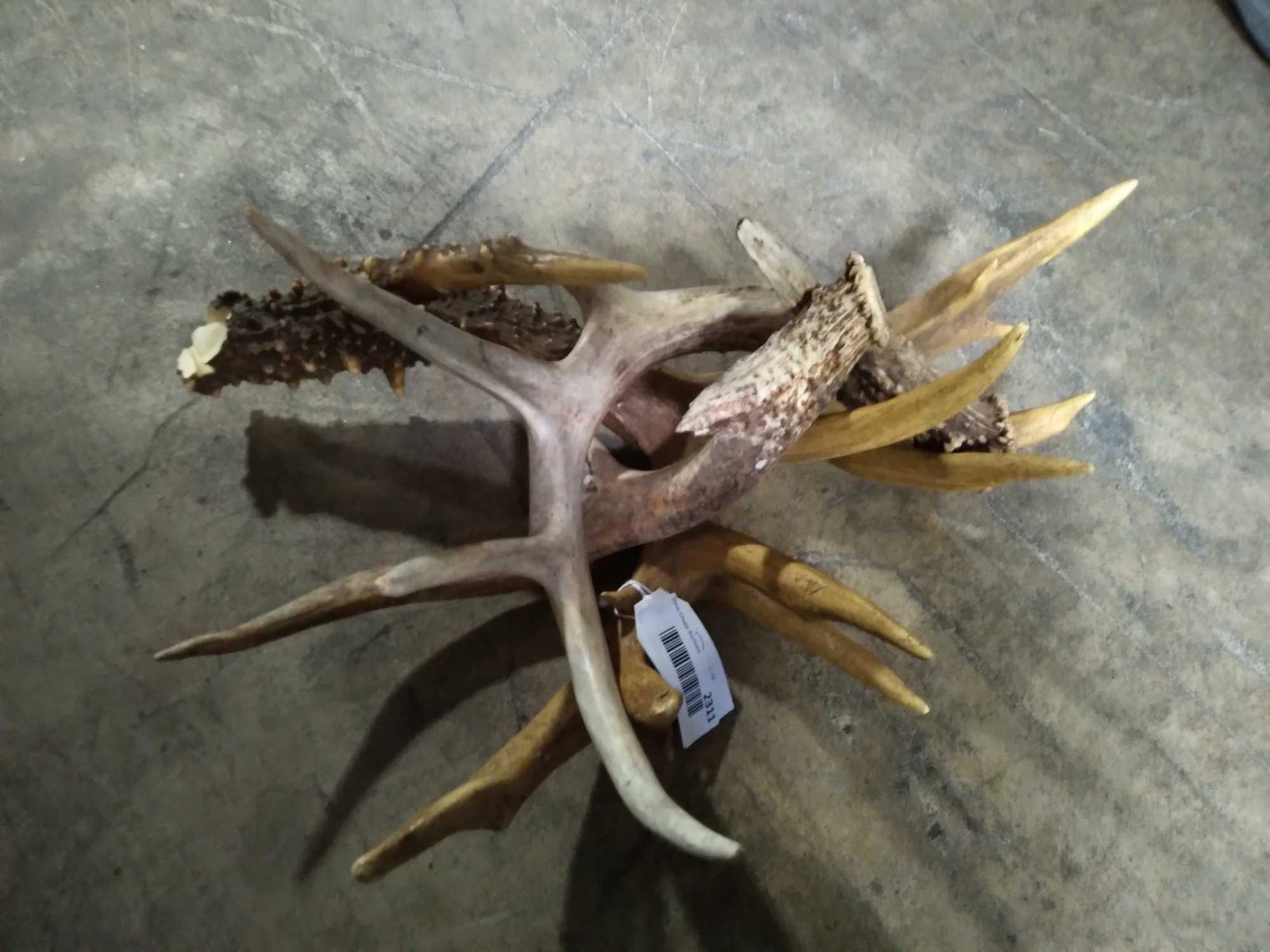 Antler bundle: Nice bundle of Whitetail antler 