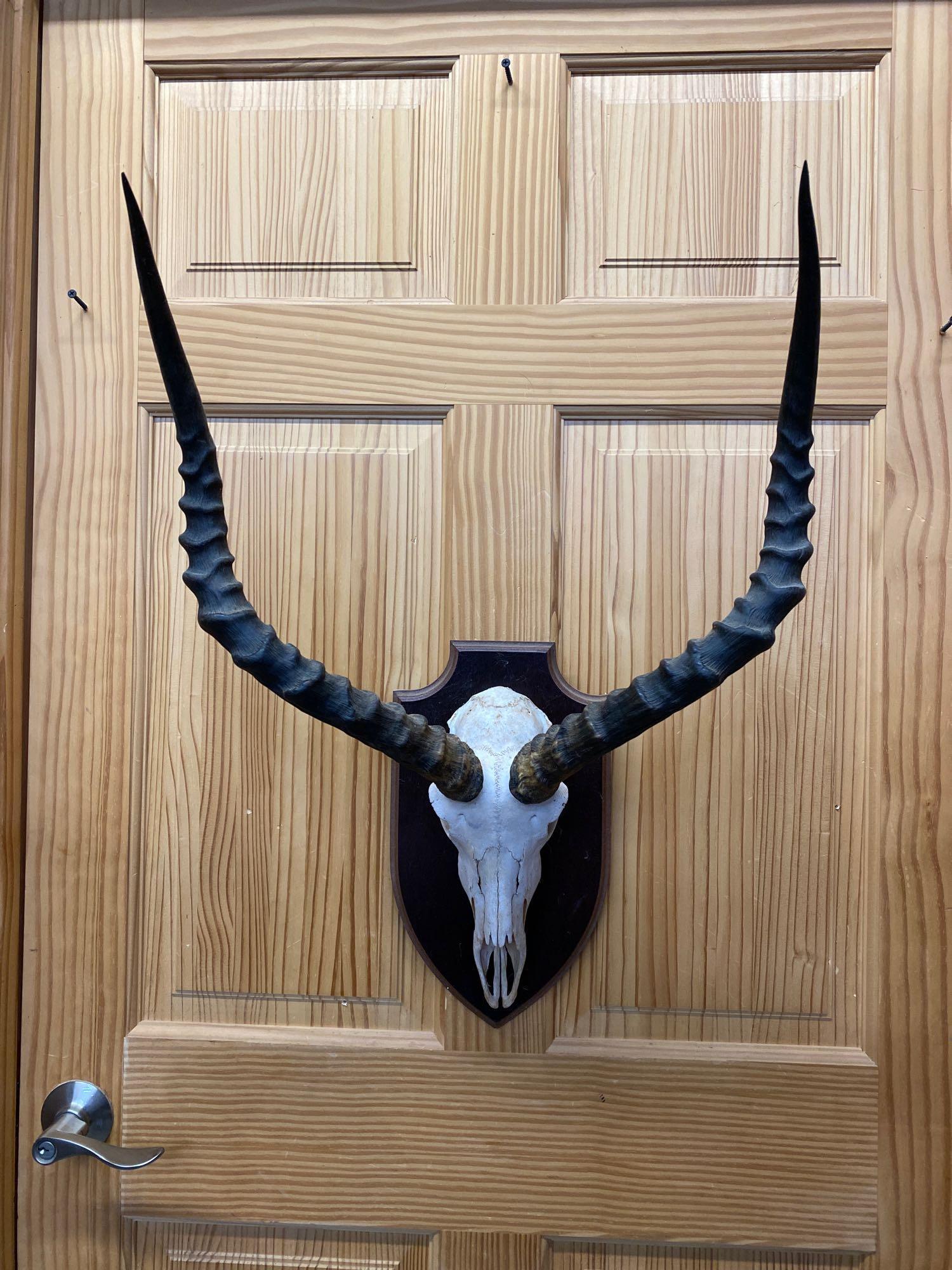 Impala: Impala skull on plaque.