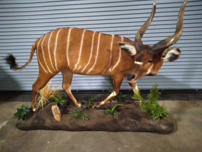 Life Size Bongo
