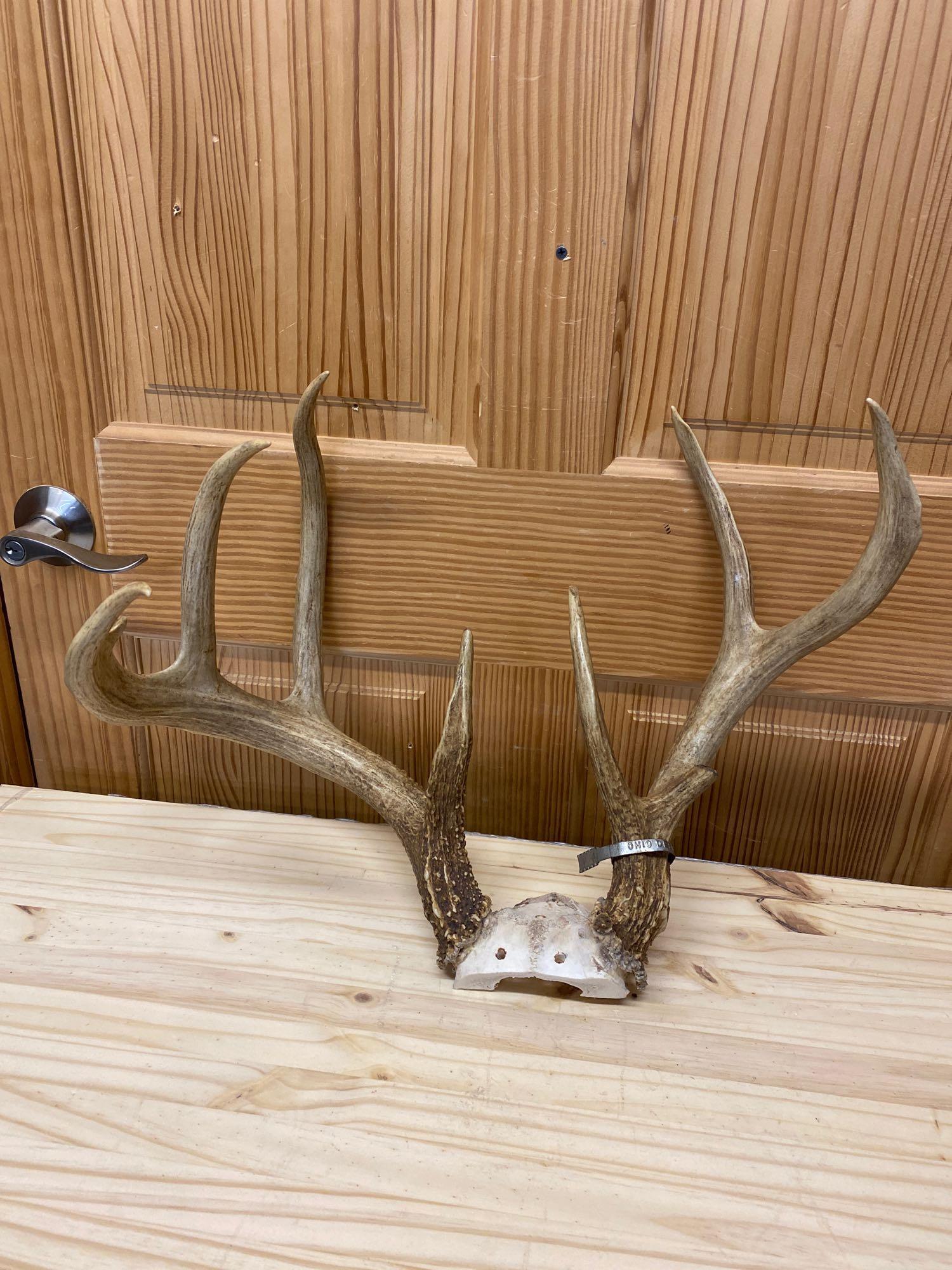 Whitetail: Whitetail skullcap. Nine point freak rack.