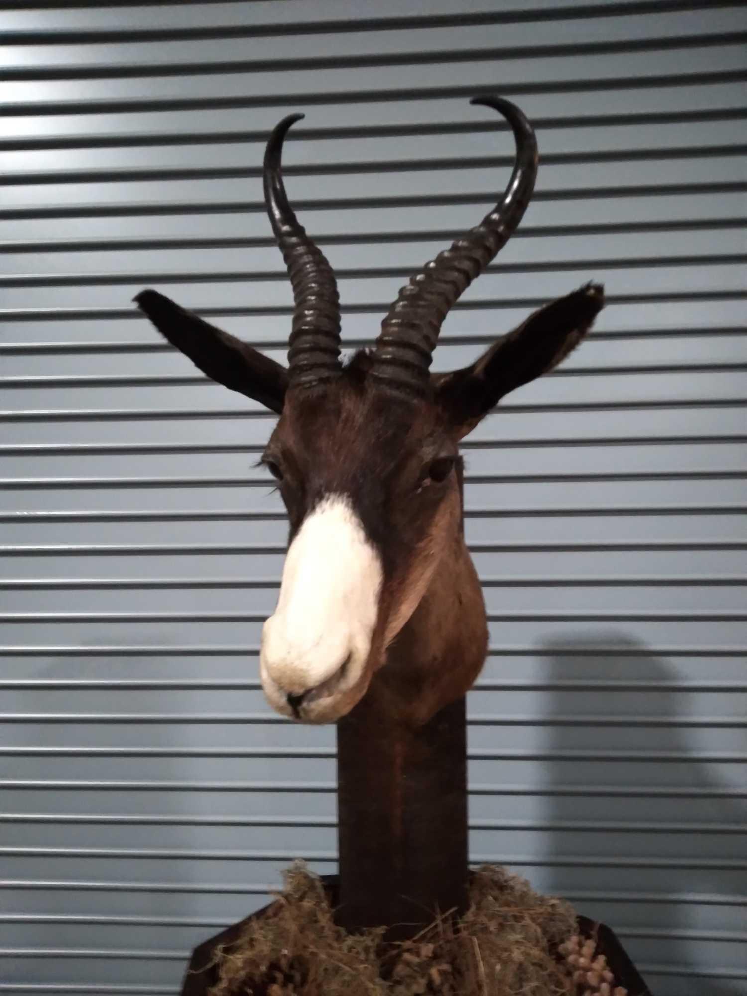 KALAHARI SPRING BOK: This is a newer mount out of a high end taxidermy collection