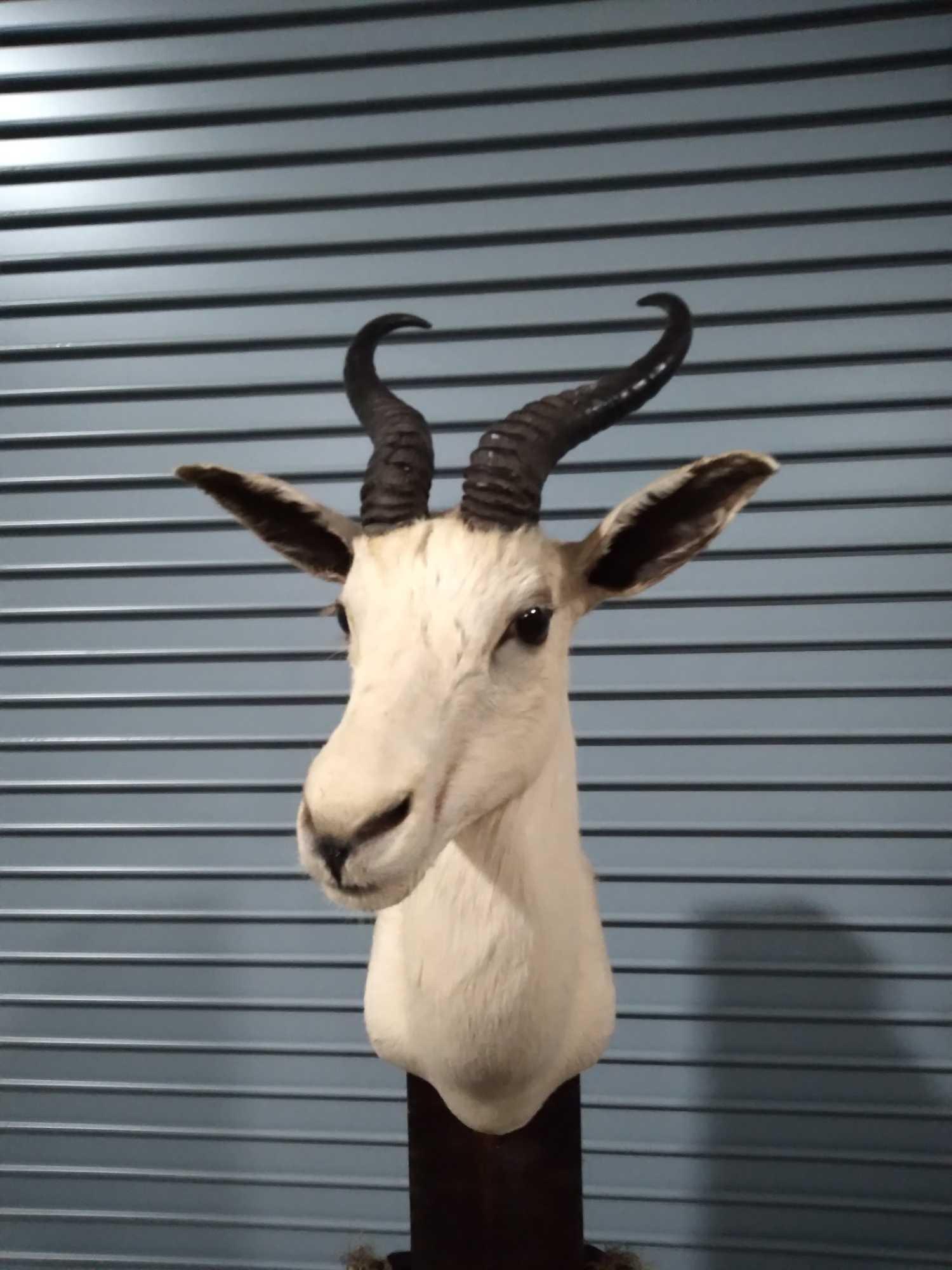 WHITE SPRING BUK: This is a newer mount out of a high end taxidermy collection