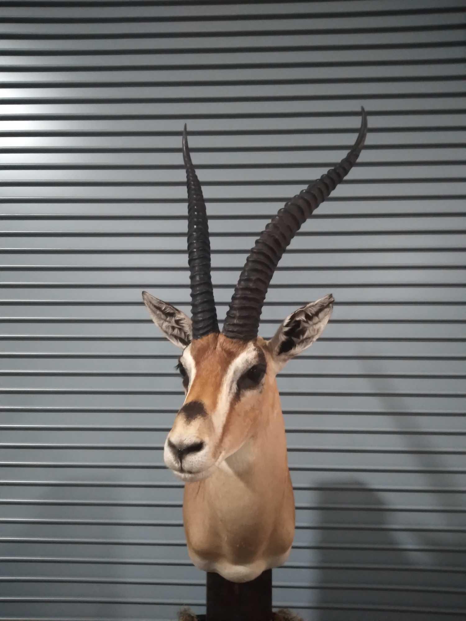 GRANTS GAZELLE: This is a monster of a Gazelle very clean high end taxidermy mount