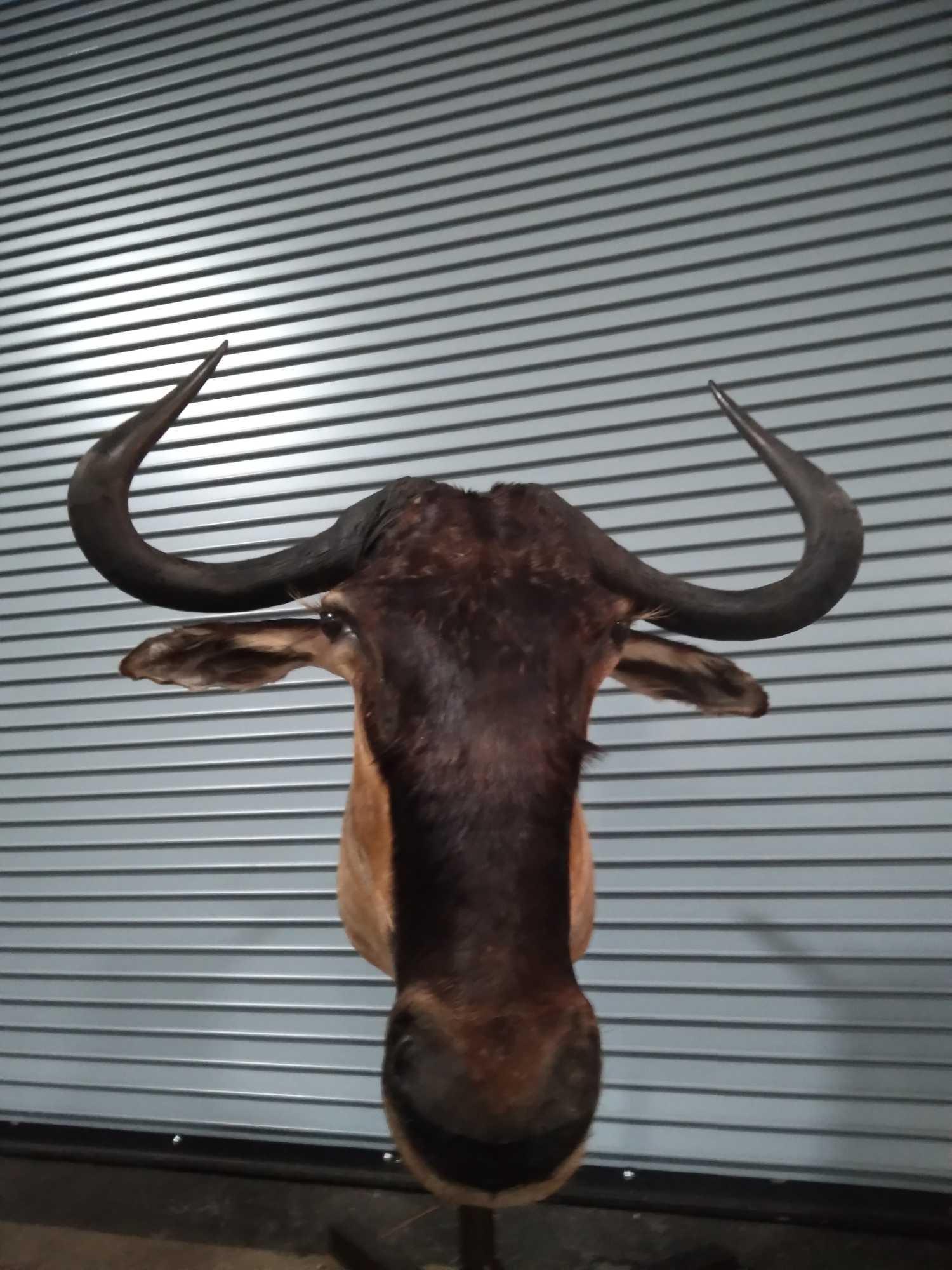 COOKSENS WILDERBEEST: Another Wilderbeest you don't see every day the Cooksens Wilderbeest is a very clean mount that came out of a high end taxidermy collection