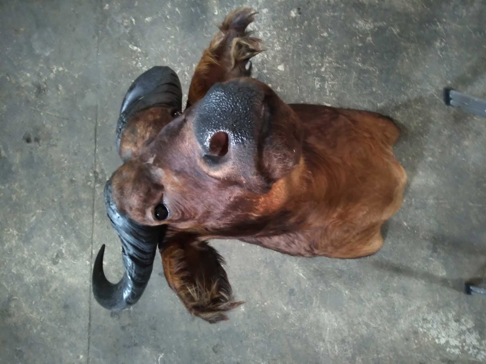 SAVANA BUFFALO: Another great Buffalo for the high end collectors out there . A very clean mount