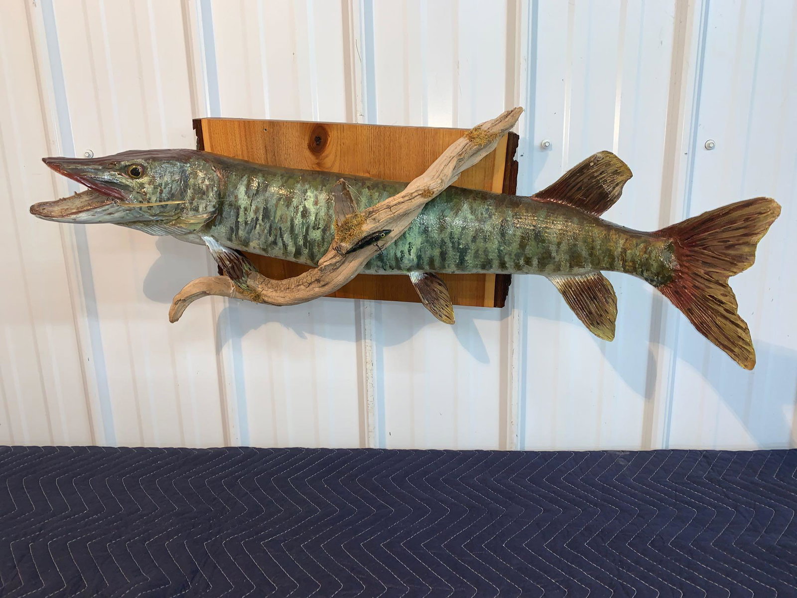 Life-size musky with driftwood: 32 inch long
