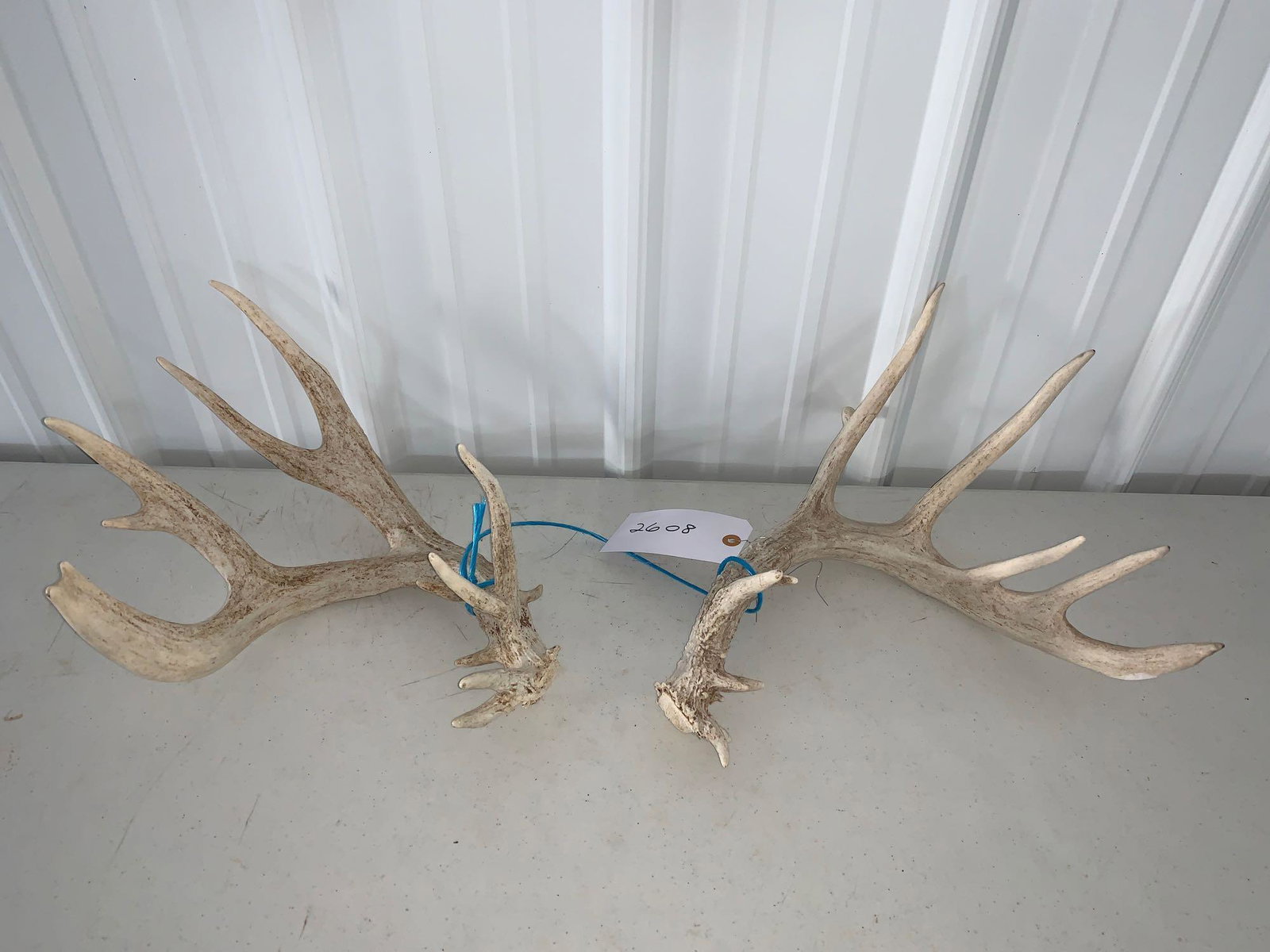 Whitetail sheds: Scores 170 plus