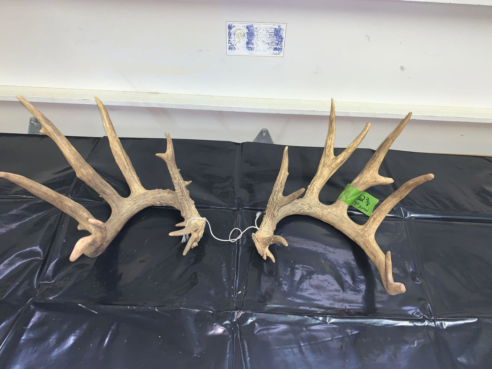 Whitetail sheds: Really nice sheds scores 162 inches