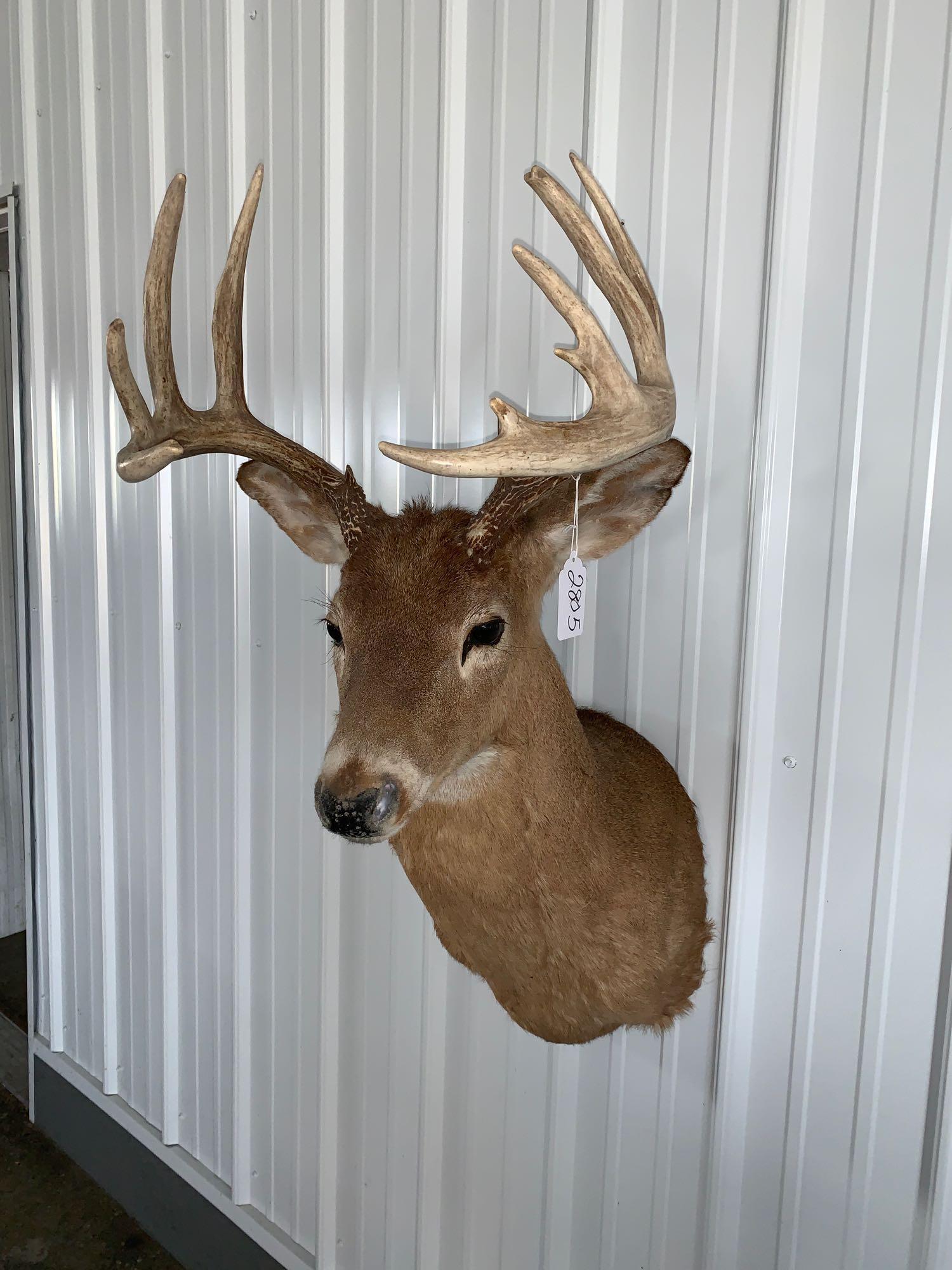 Whitetail shoulder mount: 10 points plus Whitetail
