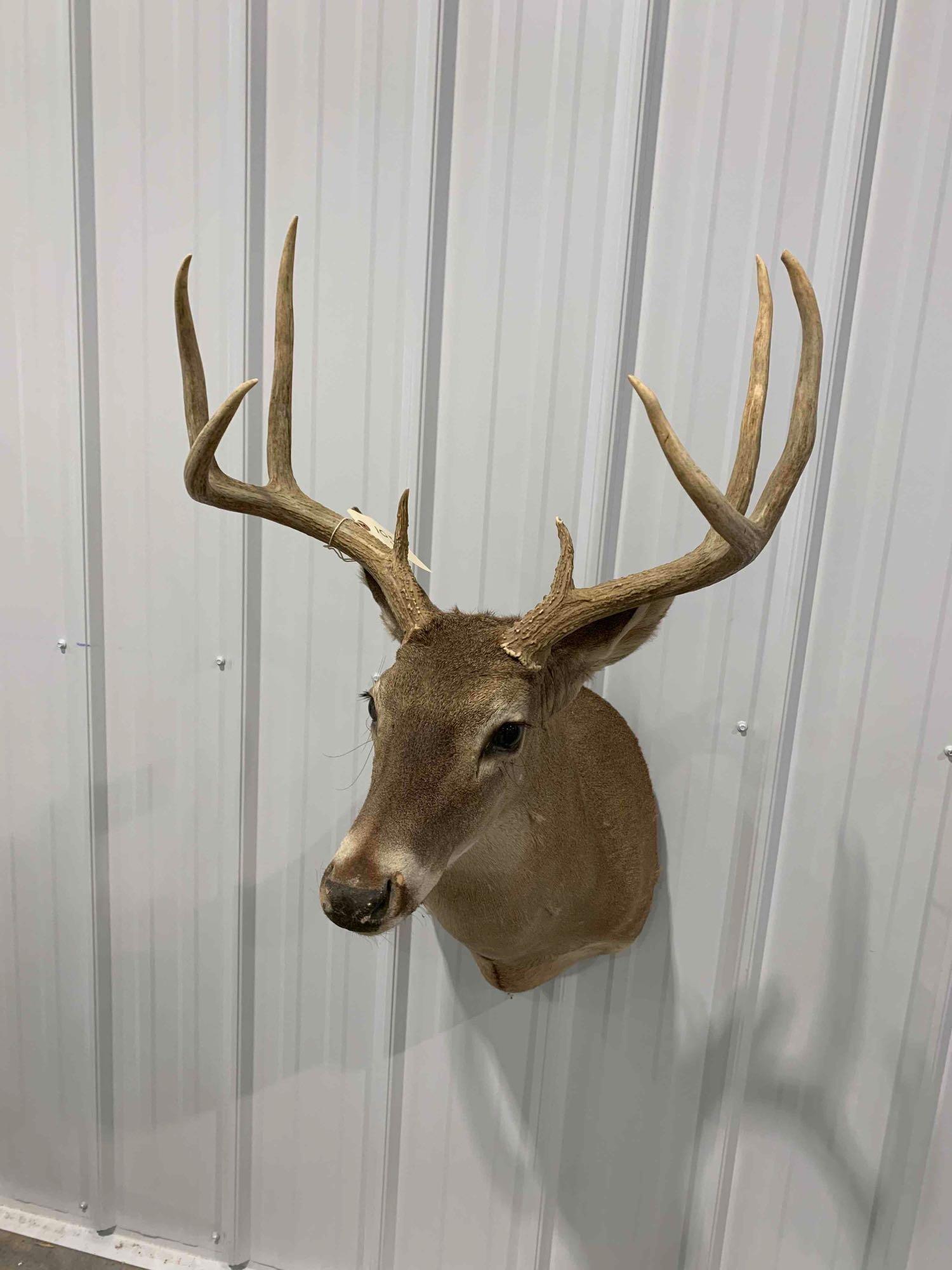 Taxidermy Whitetail 8 point: shoulder mount