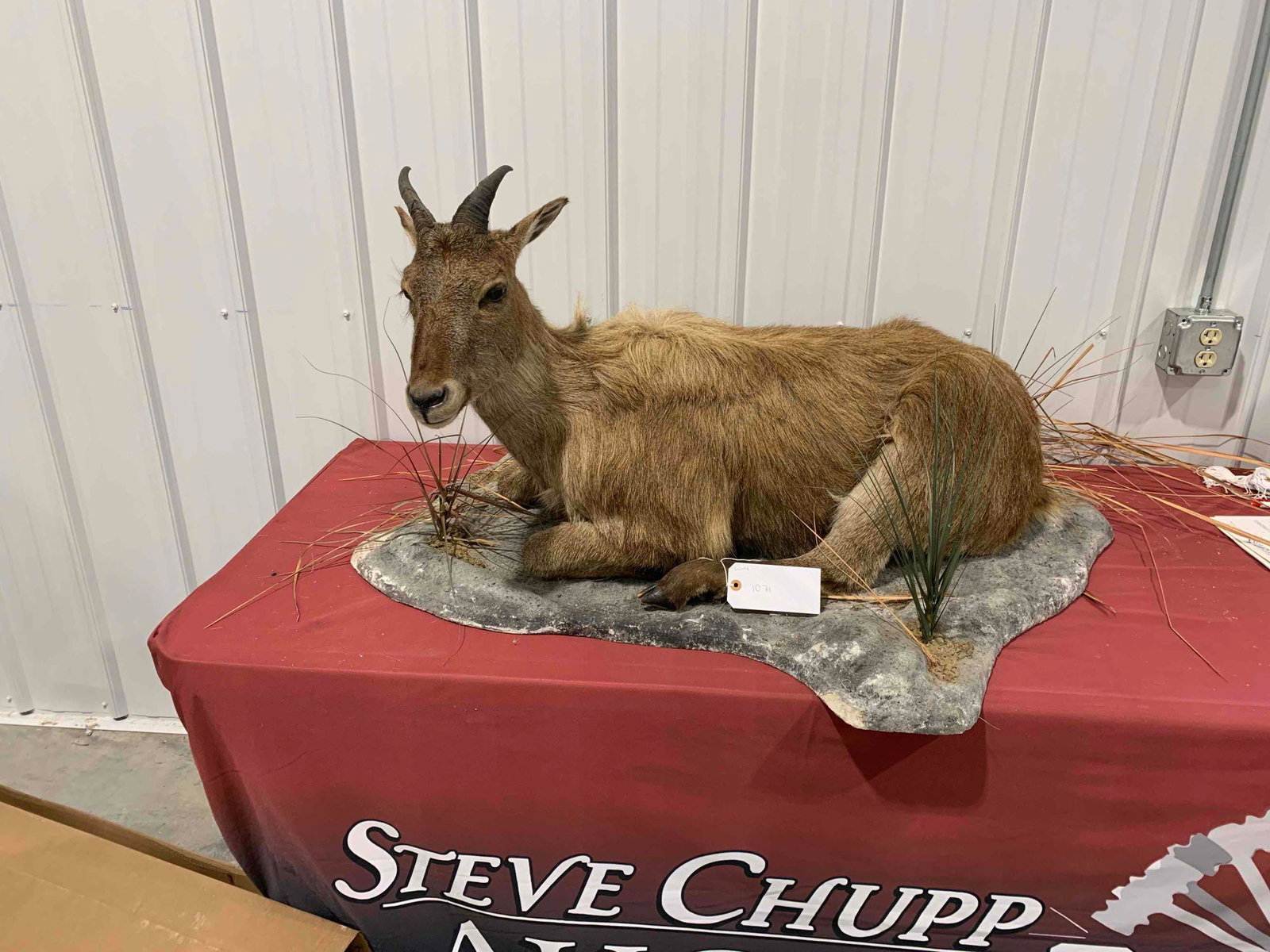 Taxidermy Tahr female: life size mount