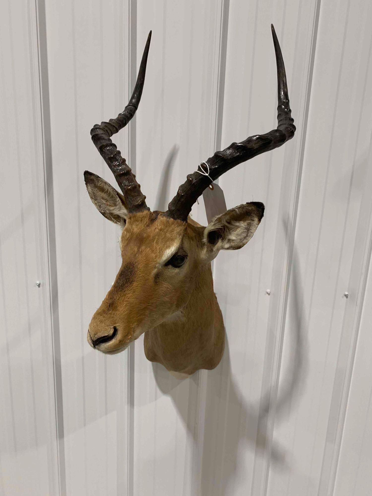 Taxidermy Impala: shoulder mount