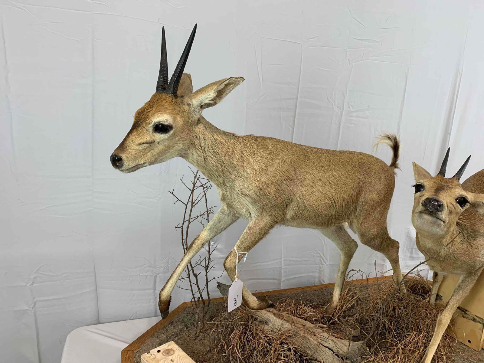 taxidermy life-size mount: two east African Duikers on one mount in excellent condition