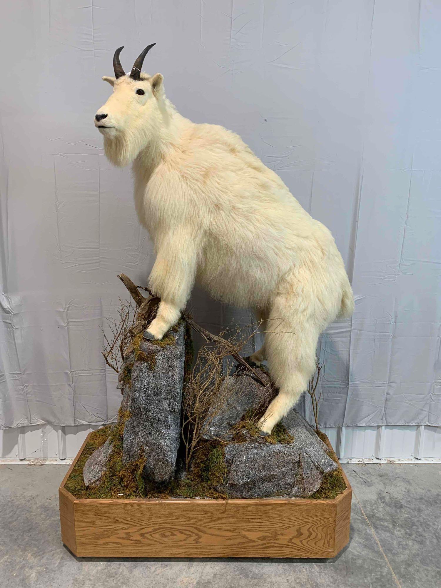 taxidermy life-size mount: A very beautiful life-size mountain goat in excellent condition