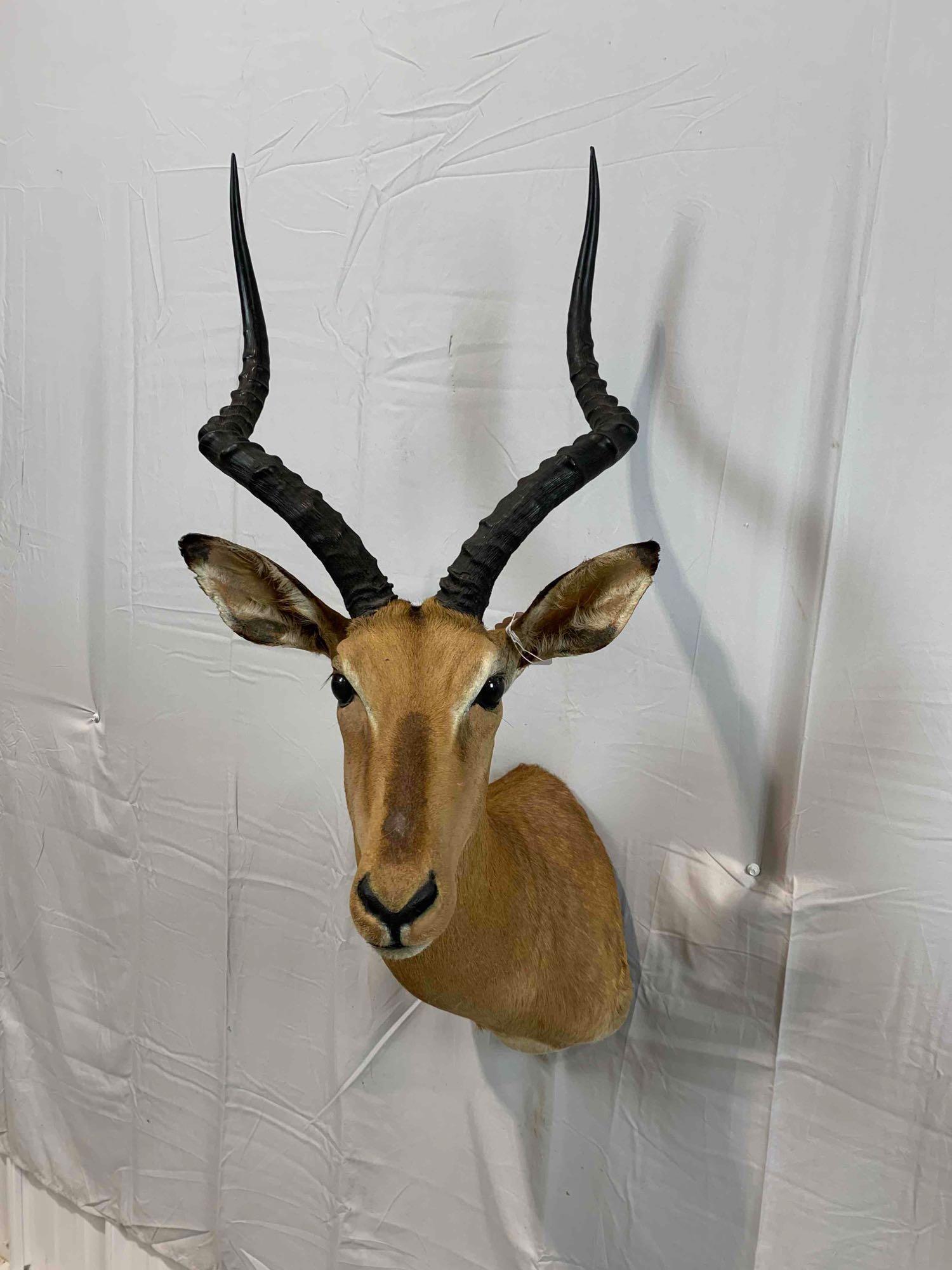 taxidermy impala: A beautiful impala shoulder mount in excellent condition