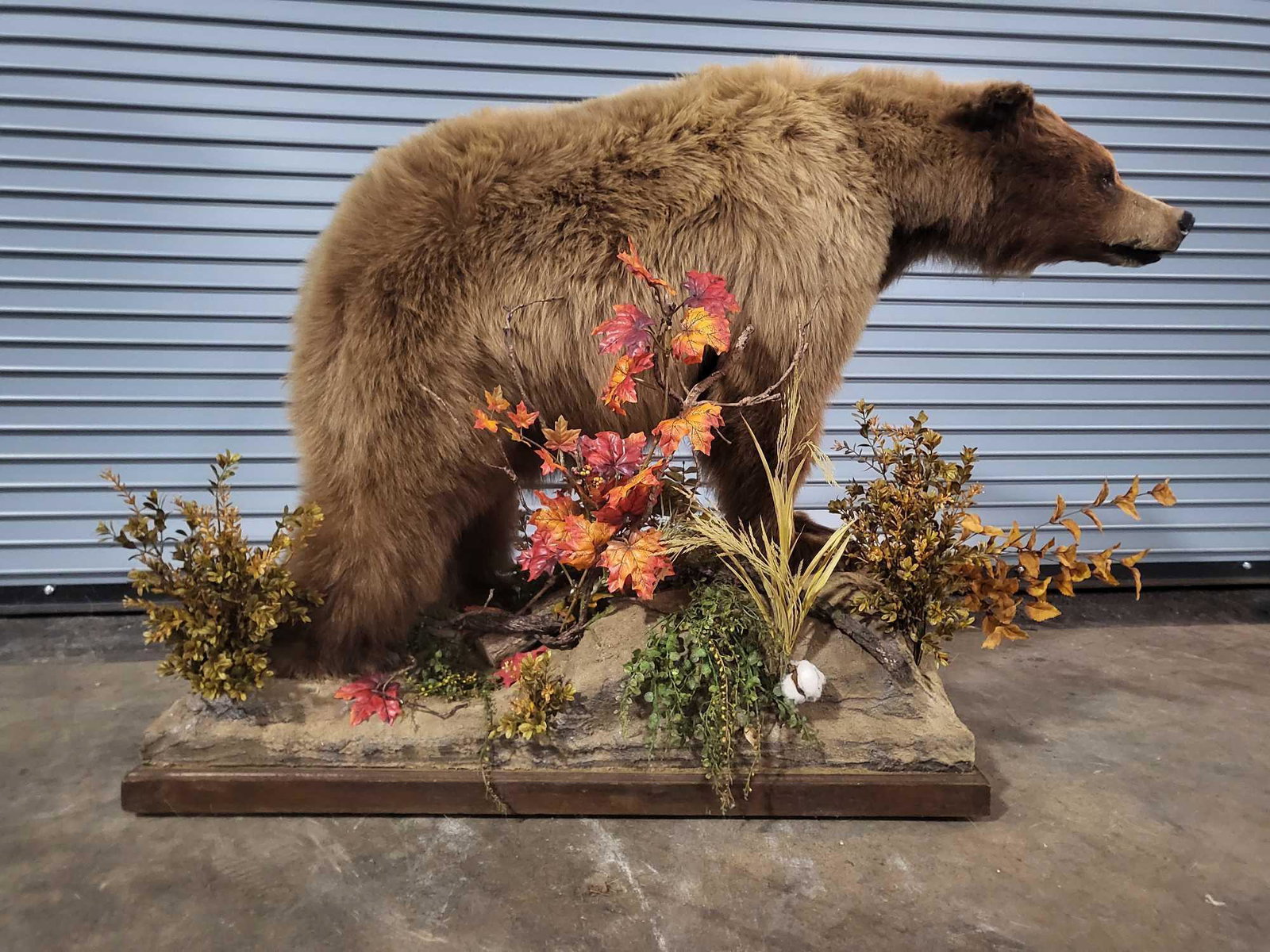 TAXIDERMY LIFESIZE BROWN BEAR: Nice little guy heavy coat