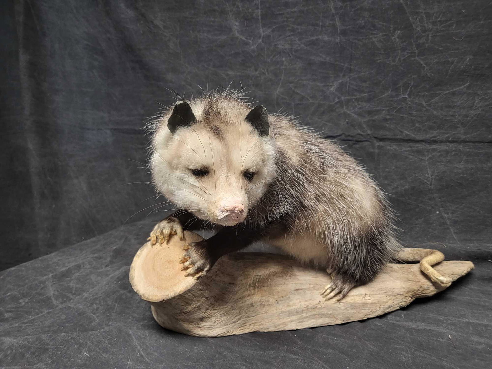TAXIDERMY LIFESIZE POSSUM: New mount really life like