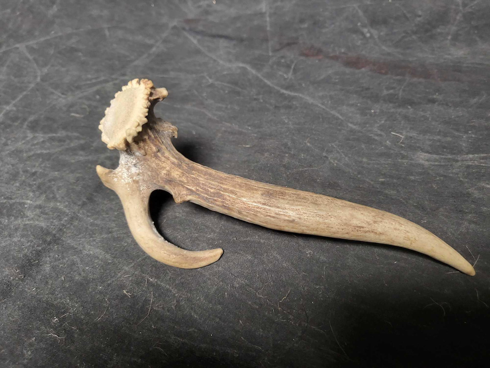 TAXIDERMY WHITETAIL ANTLER: How cool is this shed antler great table top antler