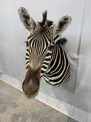 Taxidermy Zebra
