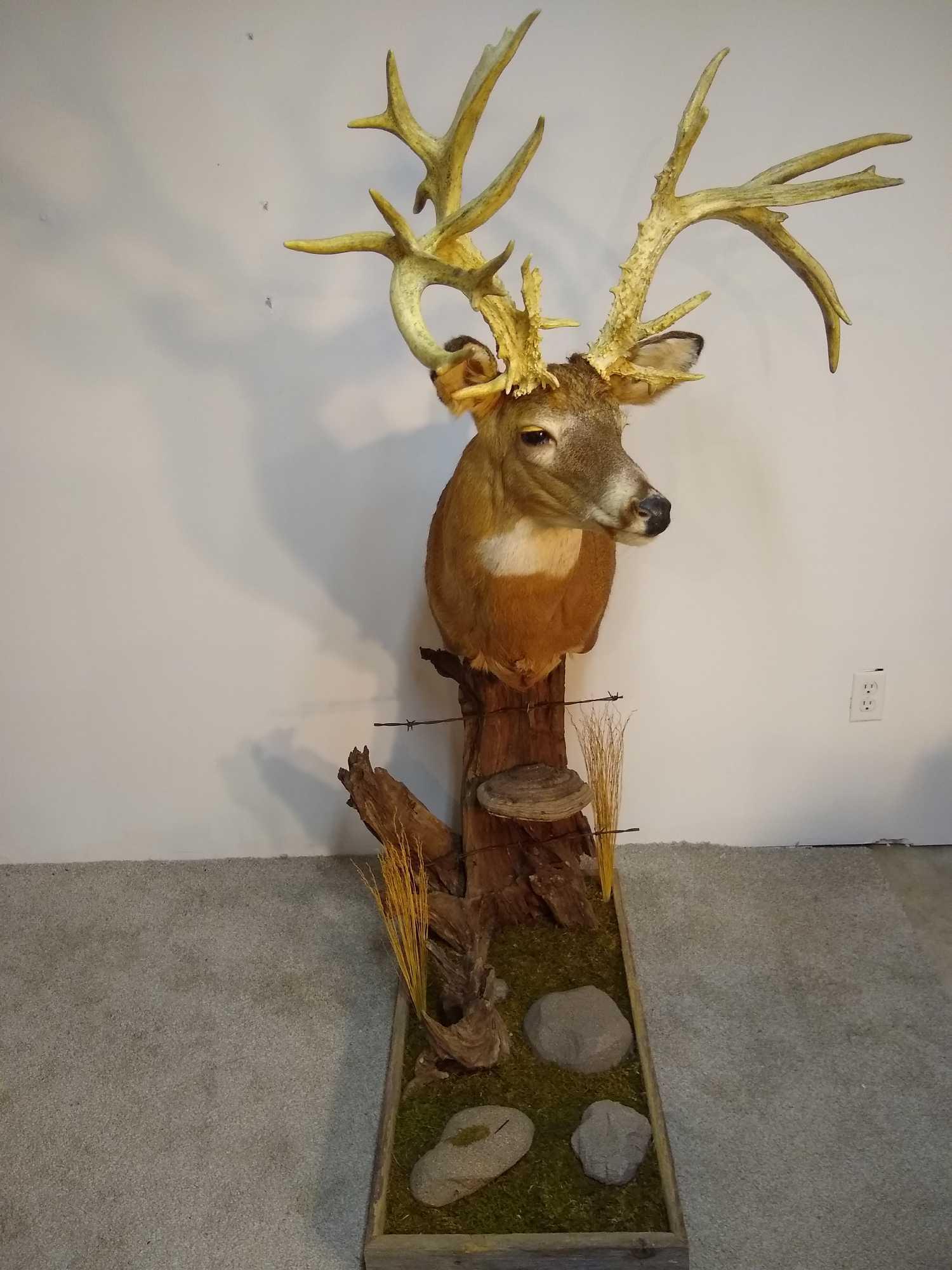 Monster 200-3/4, 29 point Whitetail Deer Buck on Fence Post: Monster 200-3/4, 29 point Non-Typical upside down Whitetail Buck on fence post. Deluxe habitat.