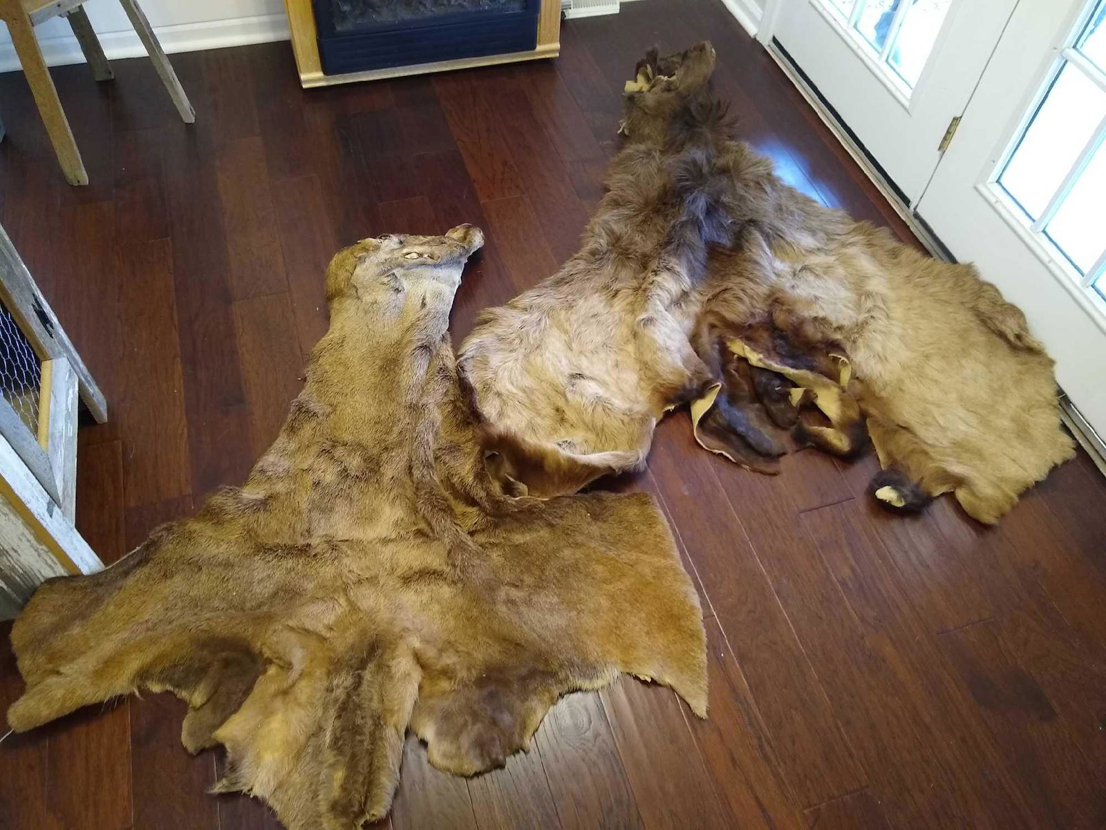 2 for 1 Money Elk Cape & Red Stag Cape: 2 for 1 Money Elk Cape and Red Stag Cape. The cape is from a monster bull! Both are fully tanned and completely intact full shoulder mounts!