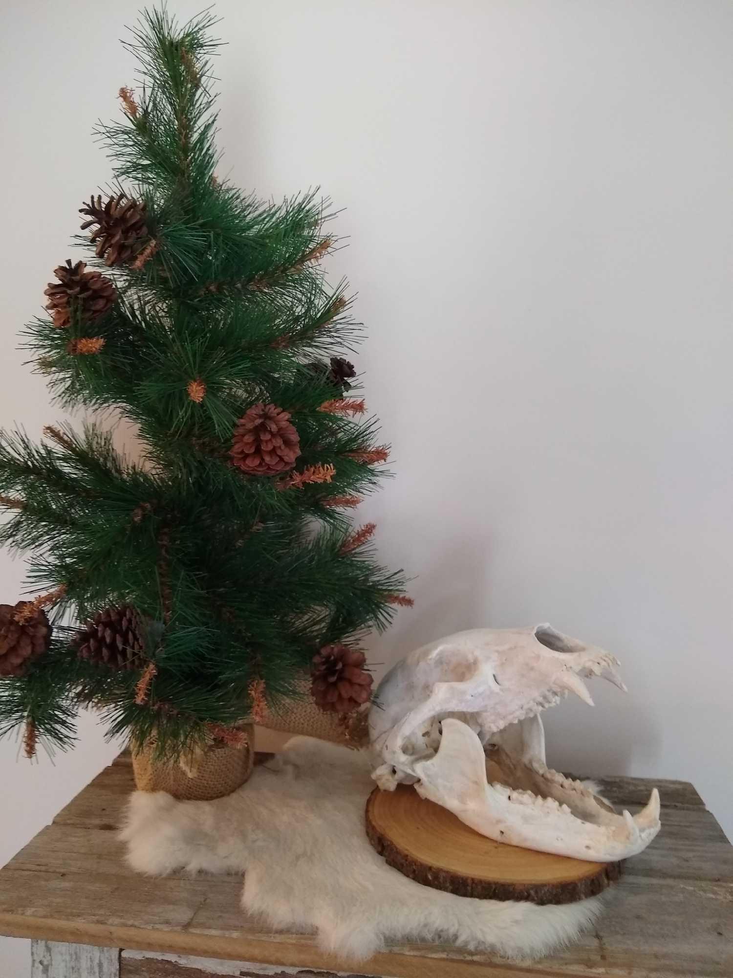 Open Mouth Black Bear Skull: Open Mouth Black Bear Skull on live edge plaque for wall or table top.