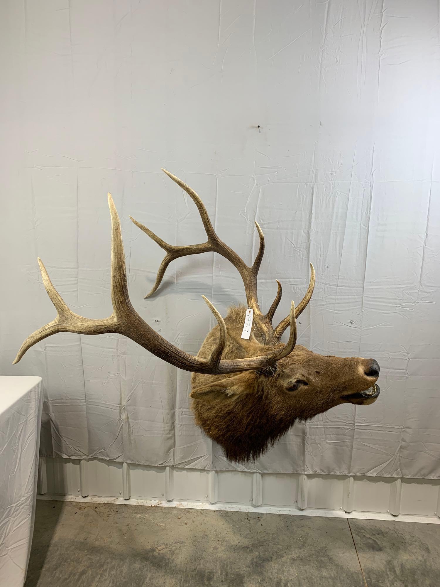 taxidermy elk: 6 x 5 elk shoulder mount