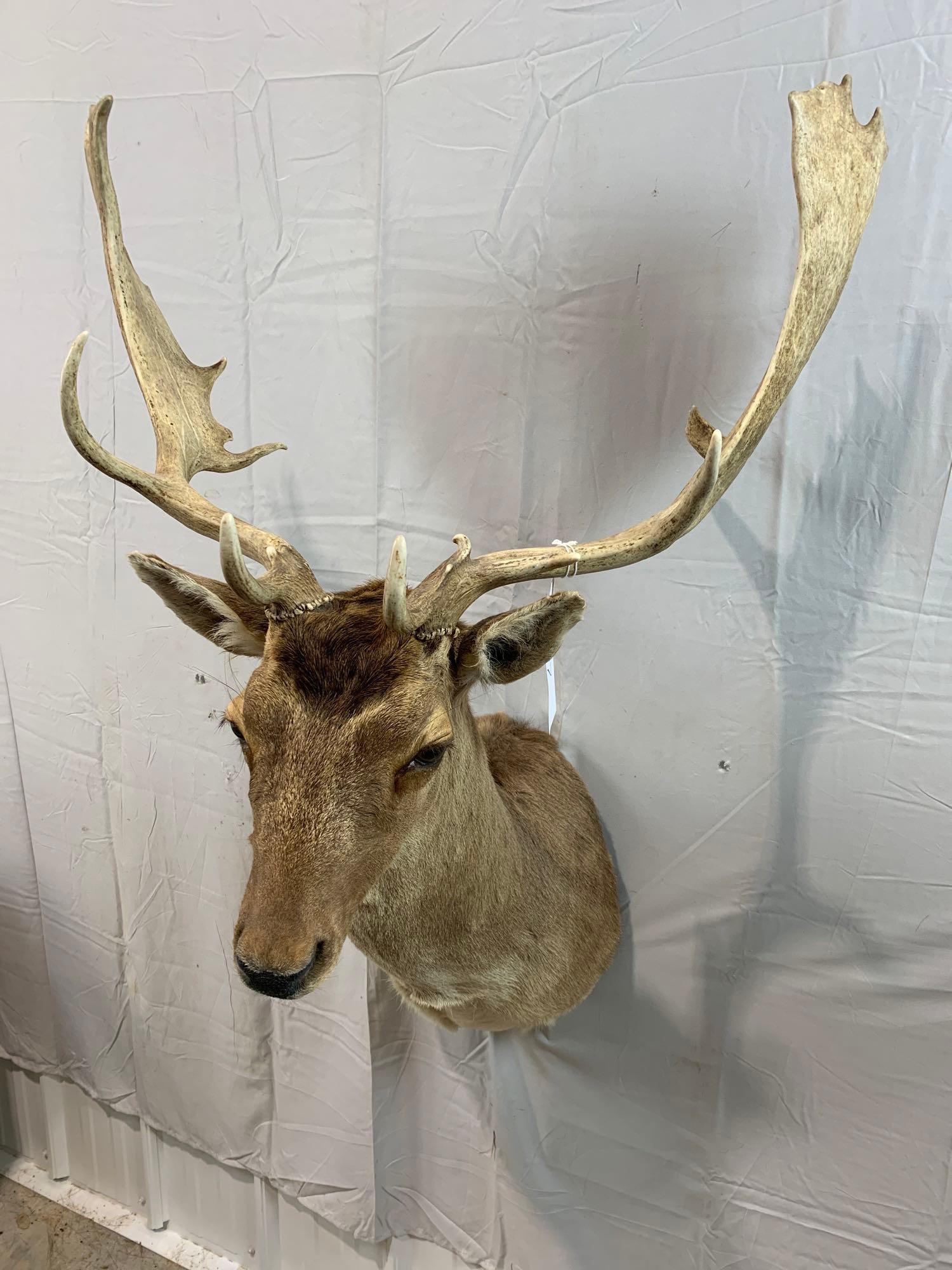 taxidermy fallow deer: fallow deer shoulder mount
