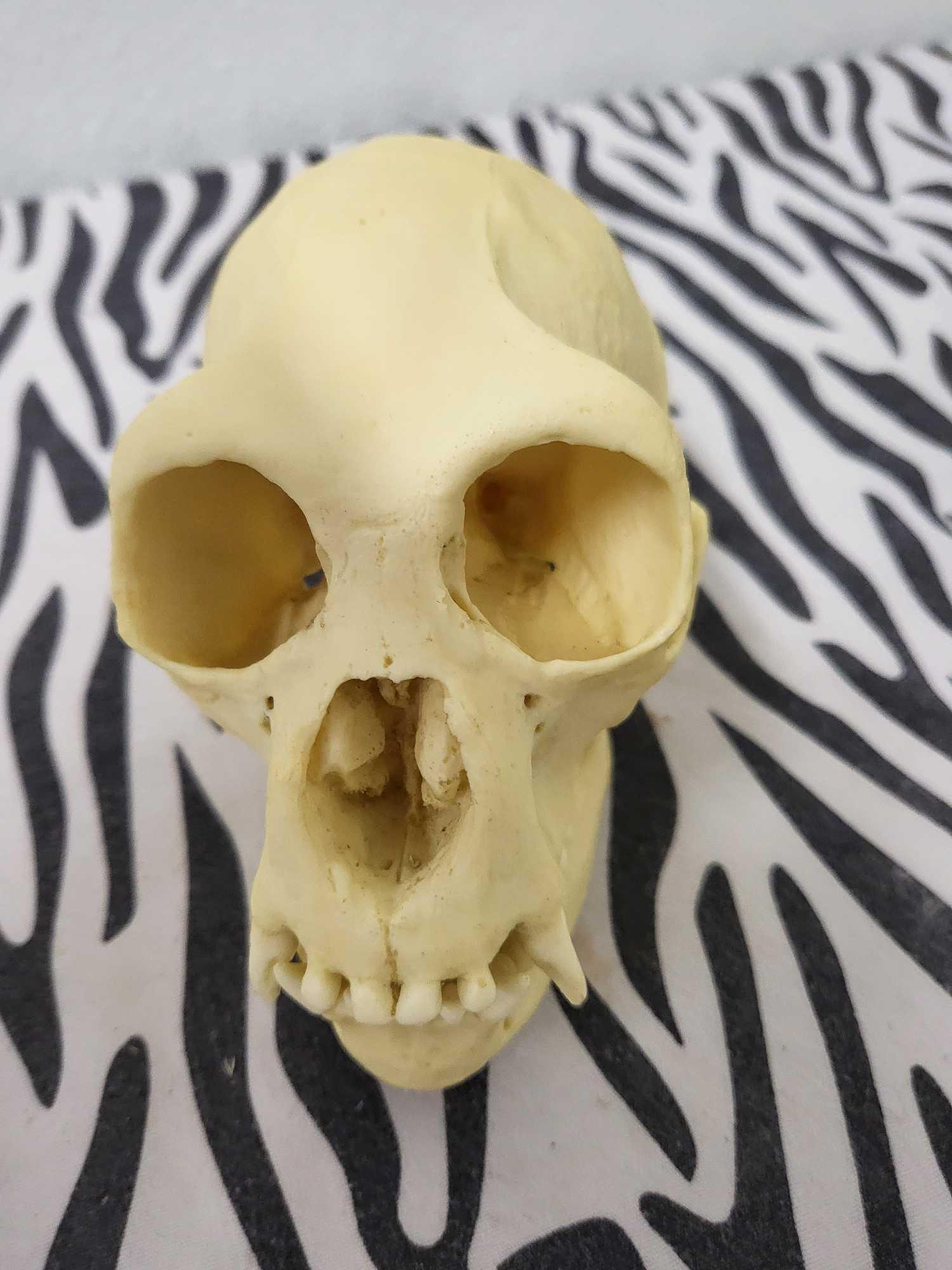 TAXIDERMY PRIMATE SKULL: This skull came as part of a collection from the top biologist at the University Stanford they where cast to scale from the real animal 