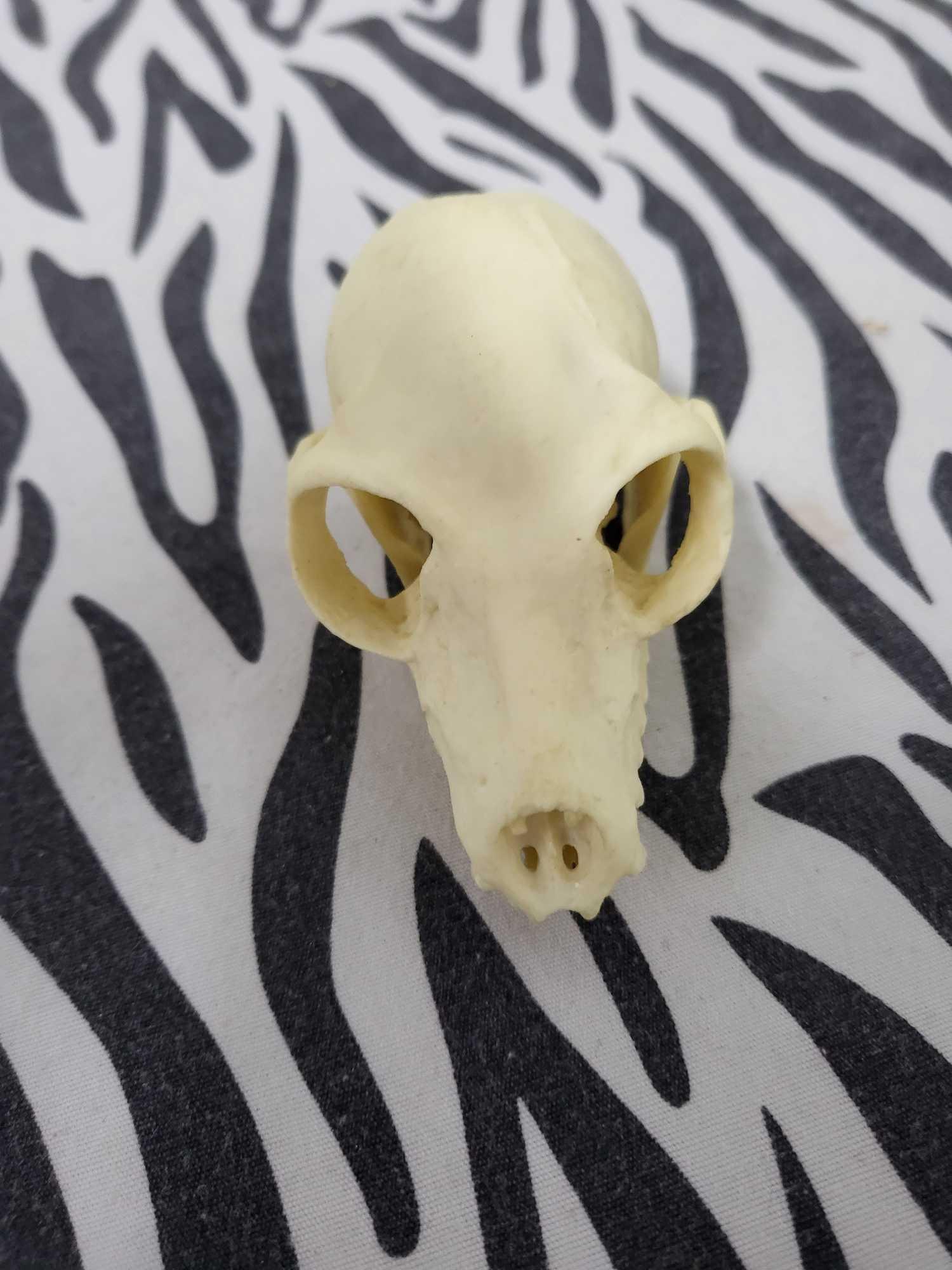 TAXIDERMY PRIMATE SKULL: This skull came as part of a collection from the top biologist at the University of Stanford they where cast to scale from the real animal 